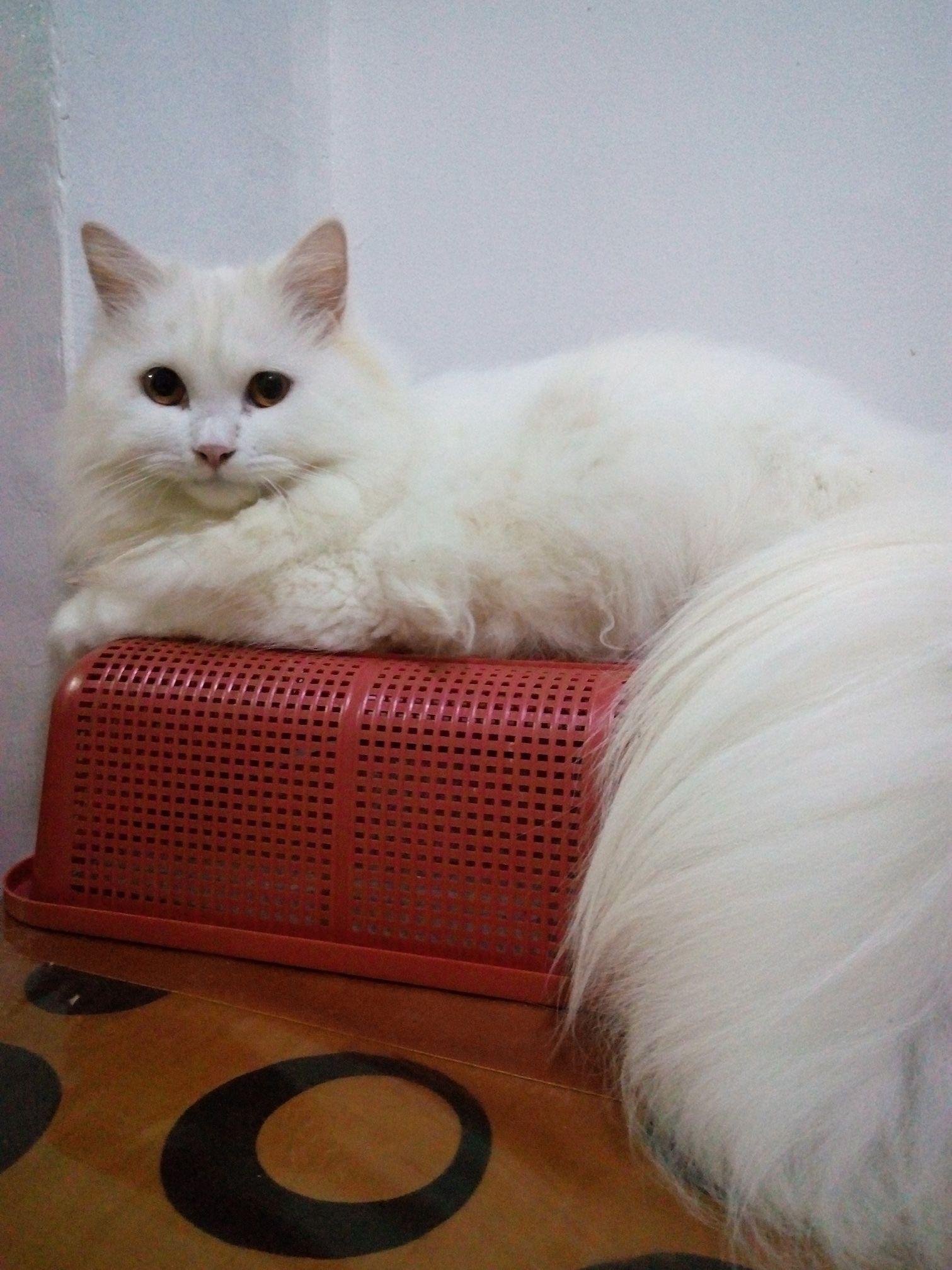 How can I keep her fur as white as it used to? I noticed some of her