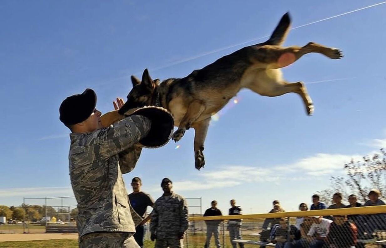 This highly advanced US Airforce fur missile r/dogswithjobs