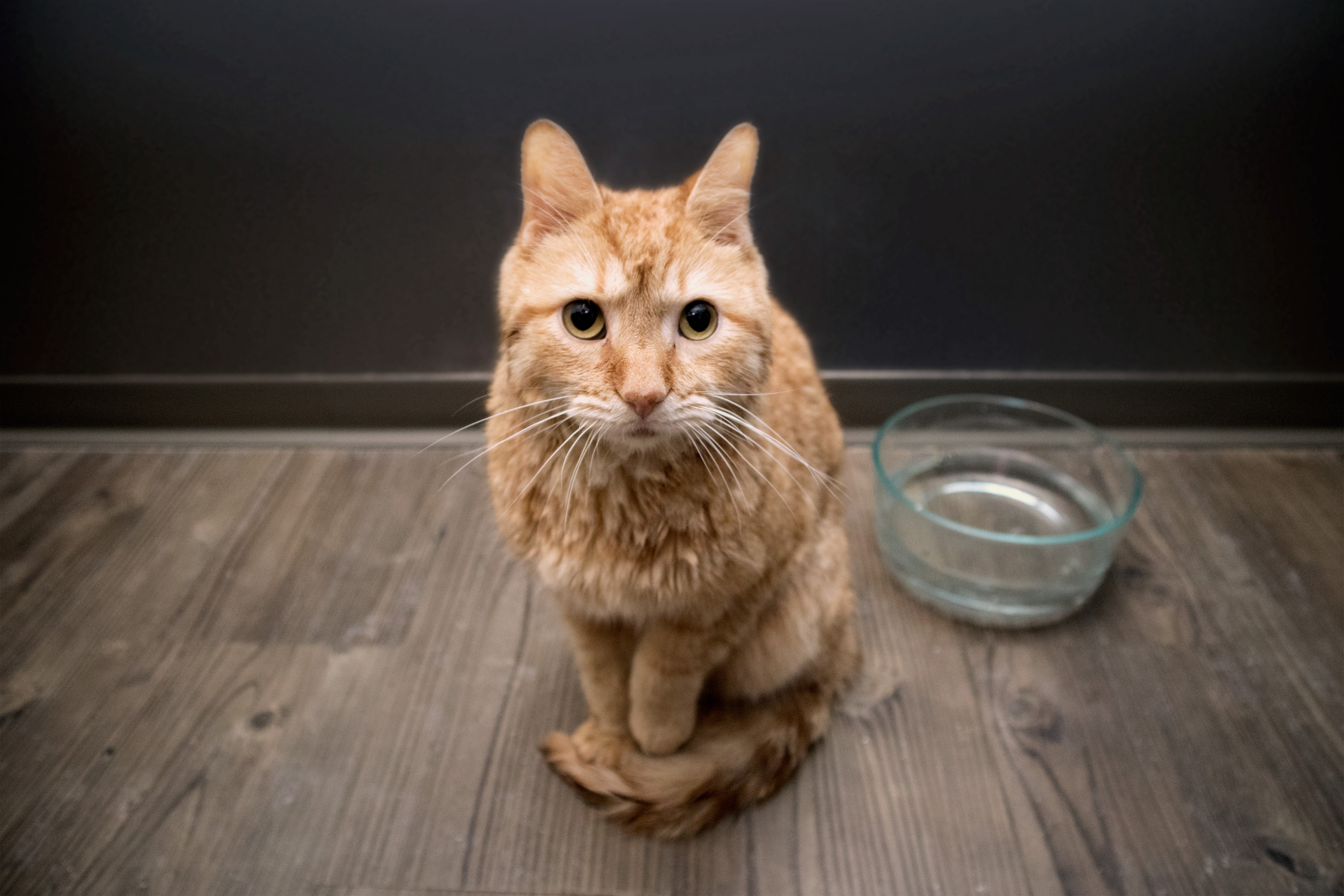 Rusty Shackleford is deaf and blind. r/cats