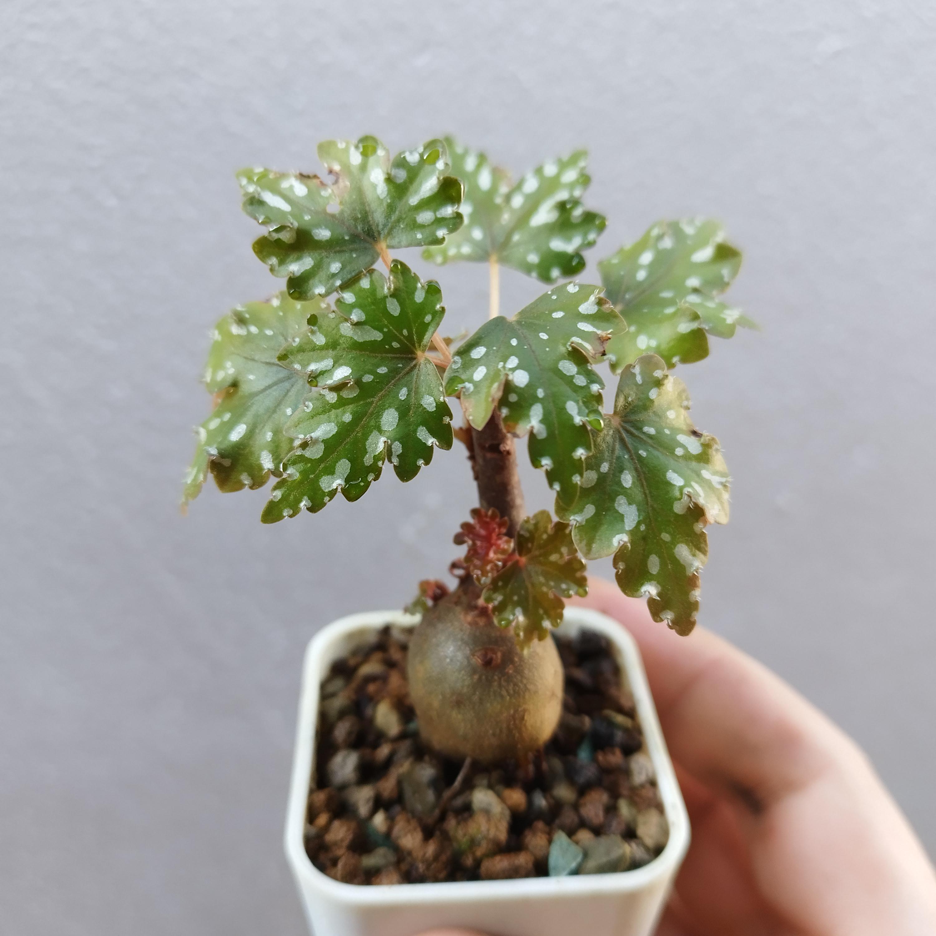 Tiny Begonia dregei "Glasgow" r/begonias