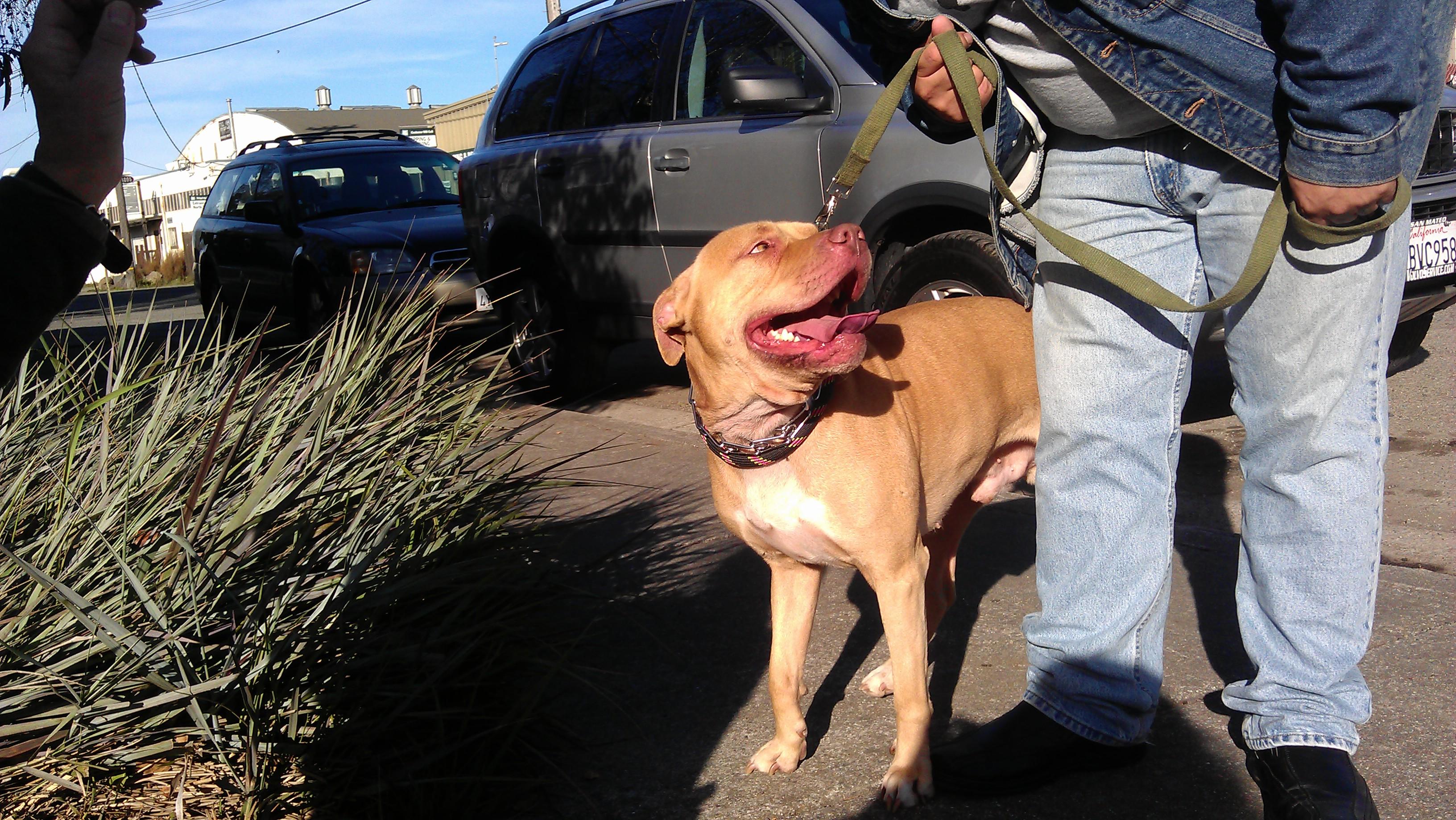 Berkeley Animal Care Services petfinder