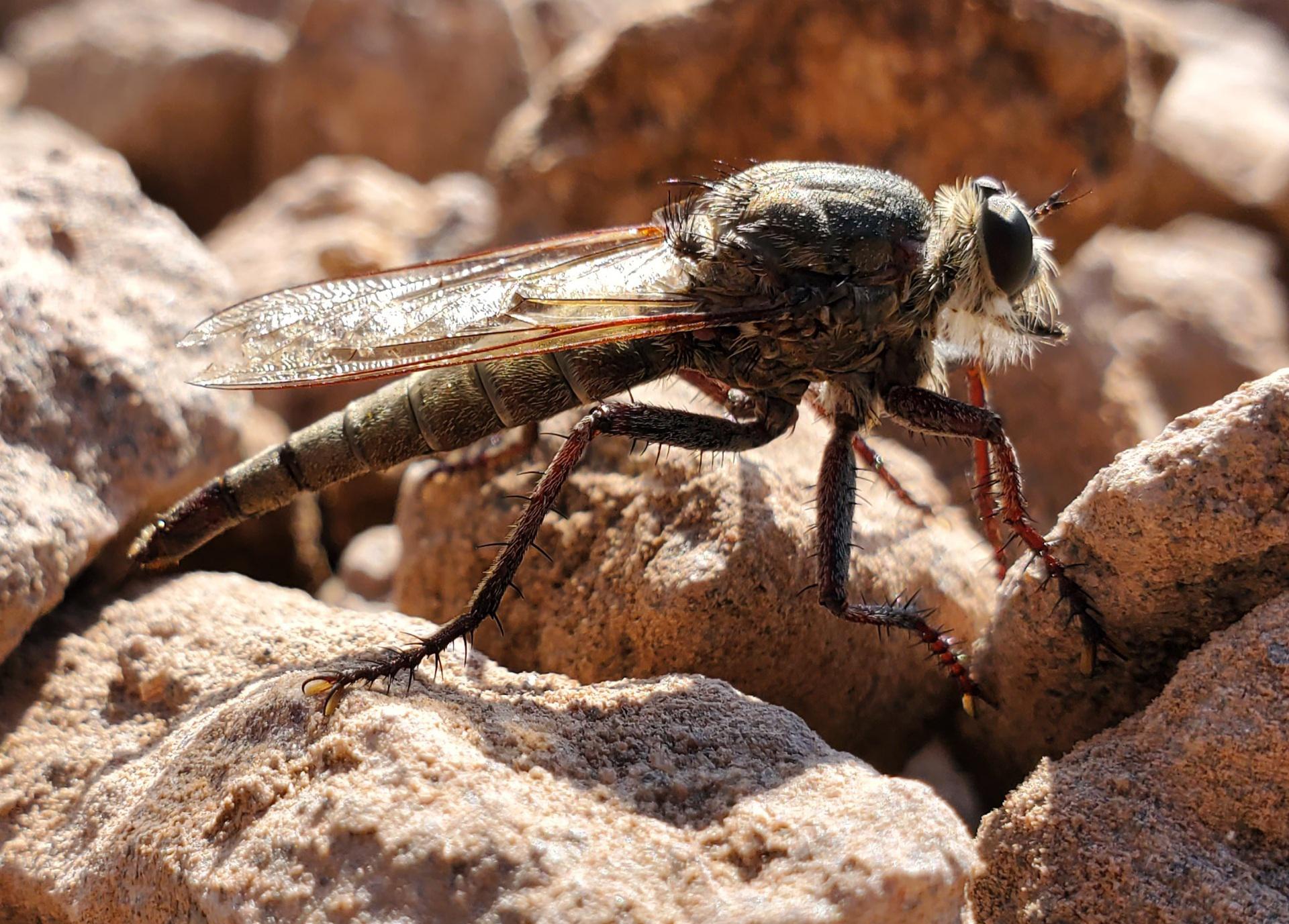 Very clear picture of a horsefly. r/Entomology
