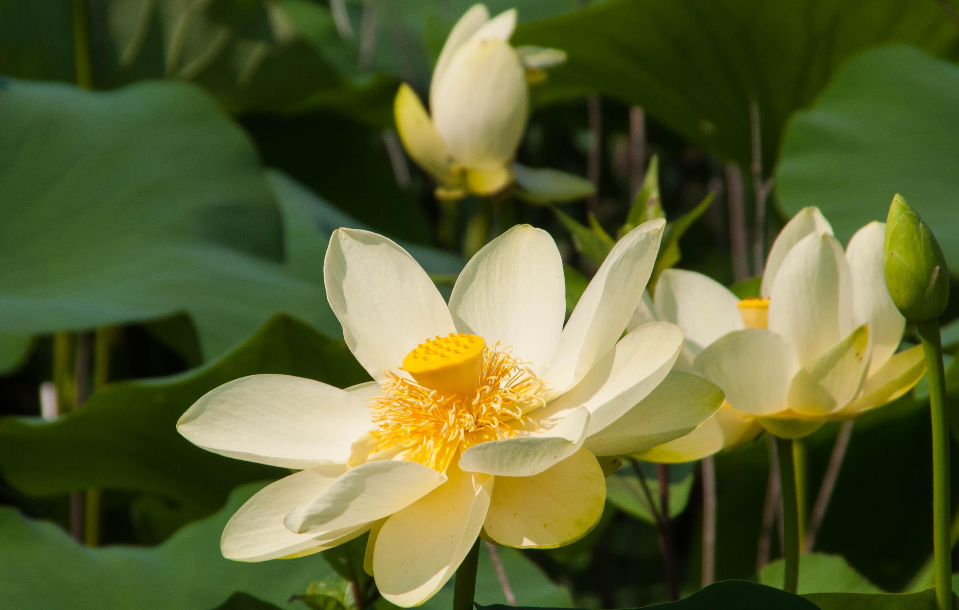 Lillypad flower r/naturepics