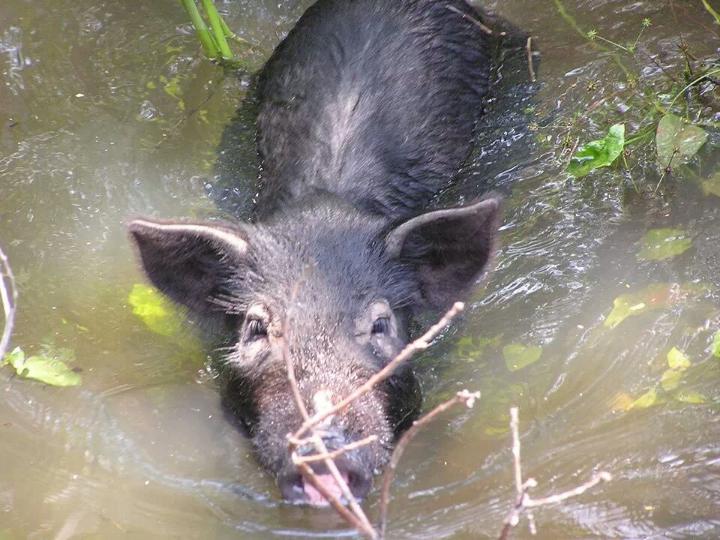 Happy hog in the water r/Waterhogs