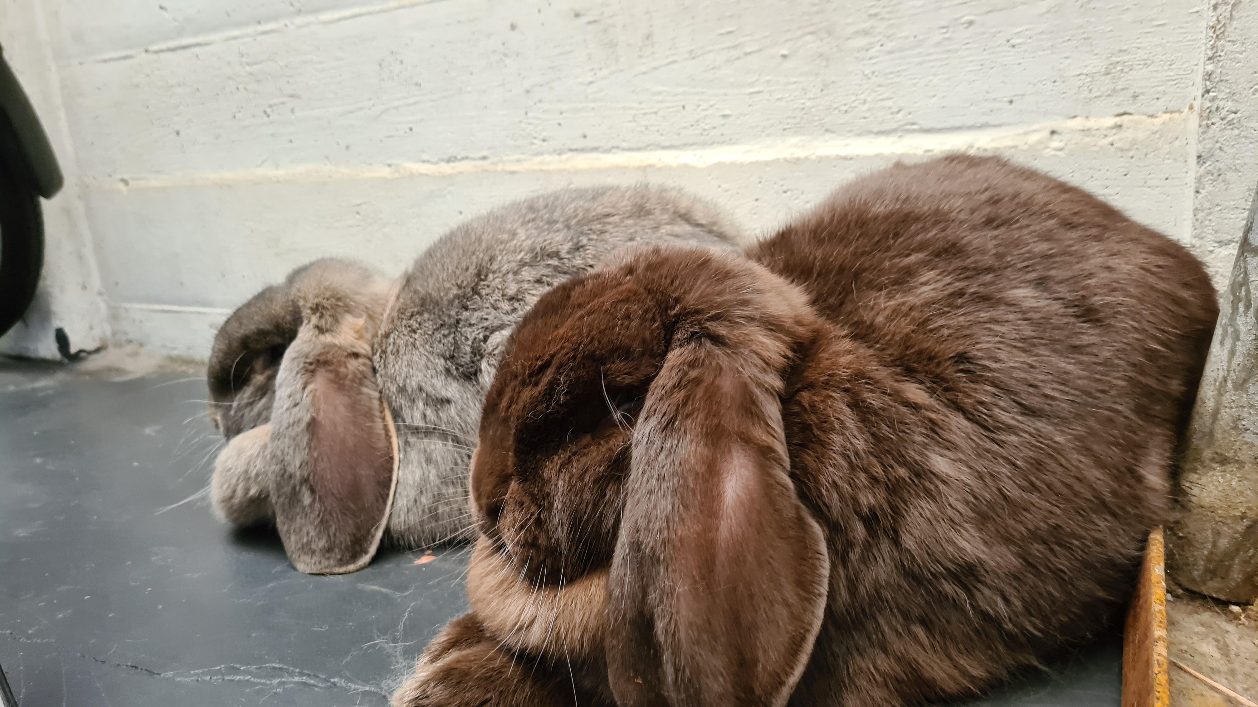 The buns are in the garage as soon as the door opens r/Bunnies