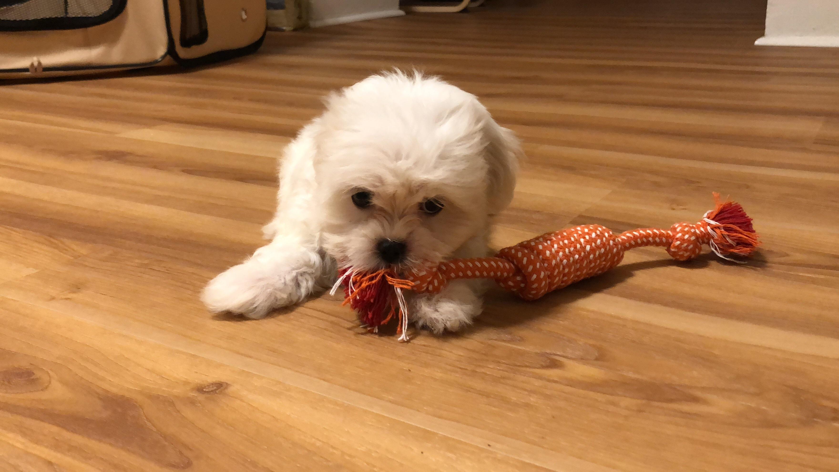 My Malshi puppy and her fav chew toy! r/Maltese