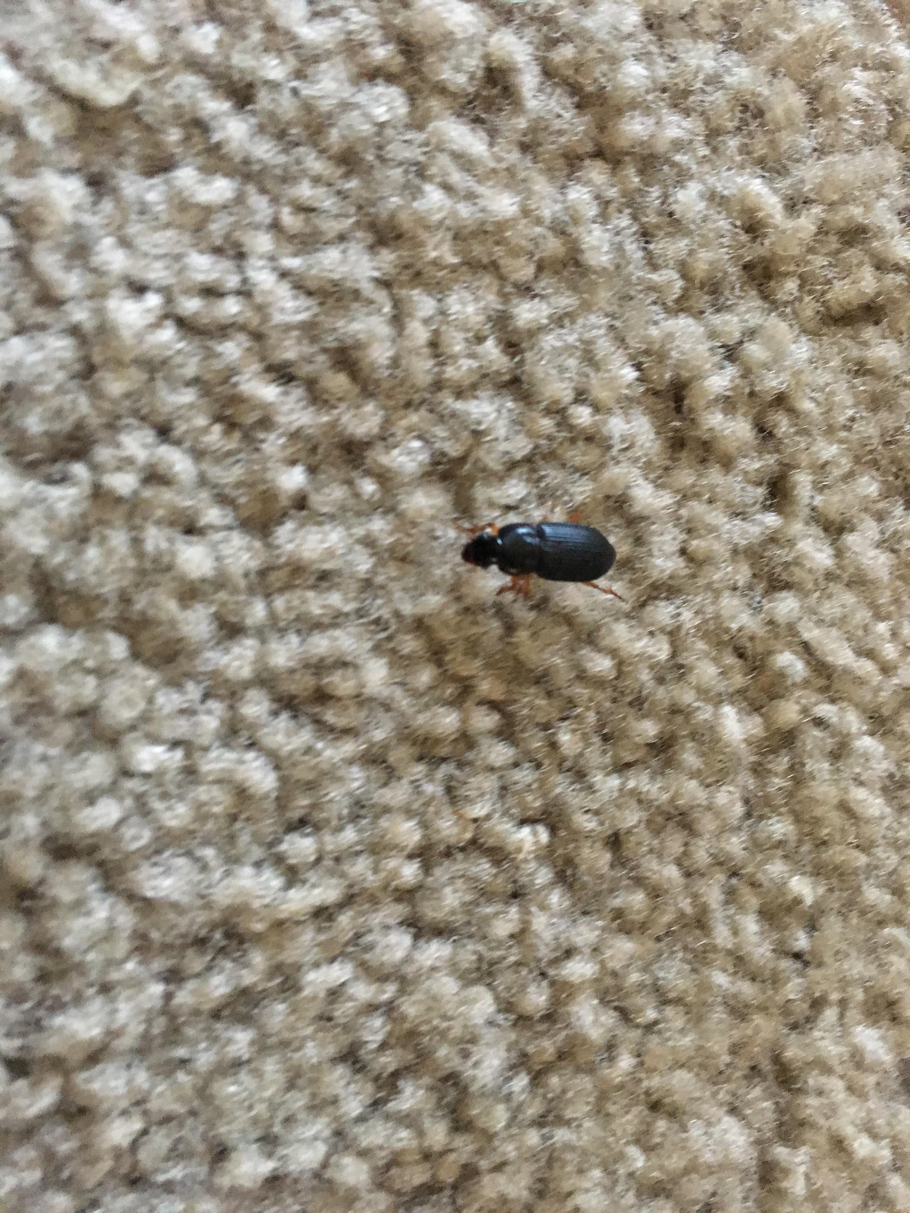 Anyone know what this thing is? My cat keeps finding them and bringing