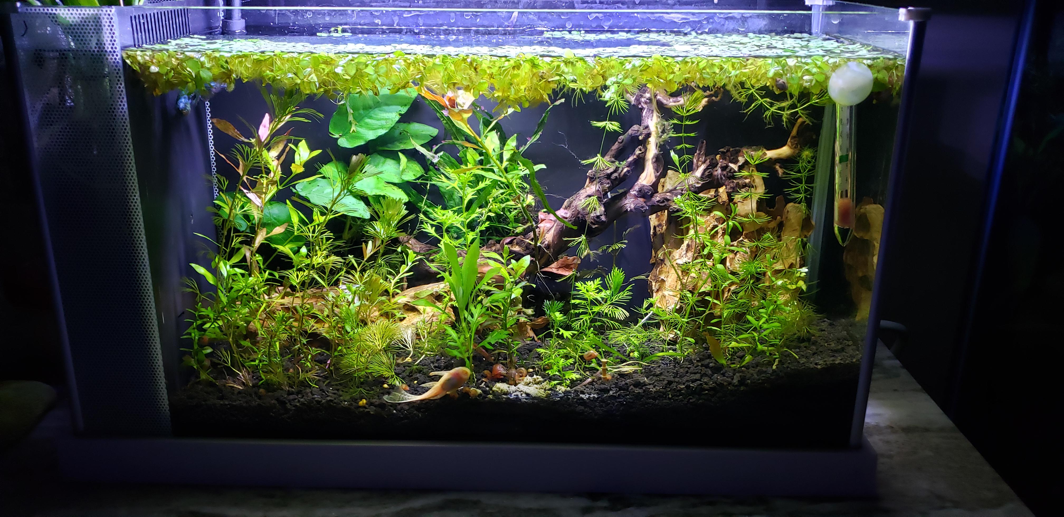 Obsessed with my 5 gallon. Will be moving everyone to a planted 90 in a