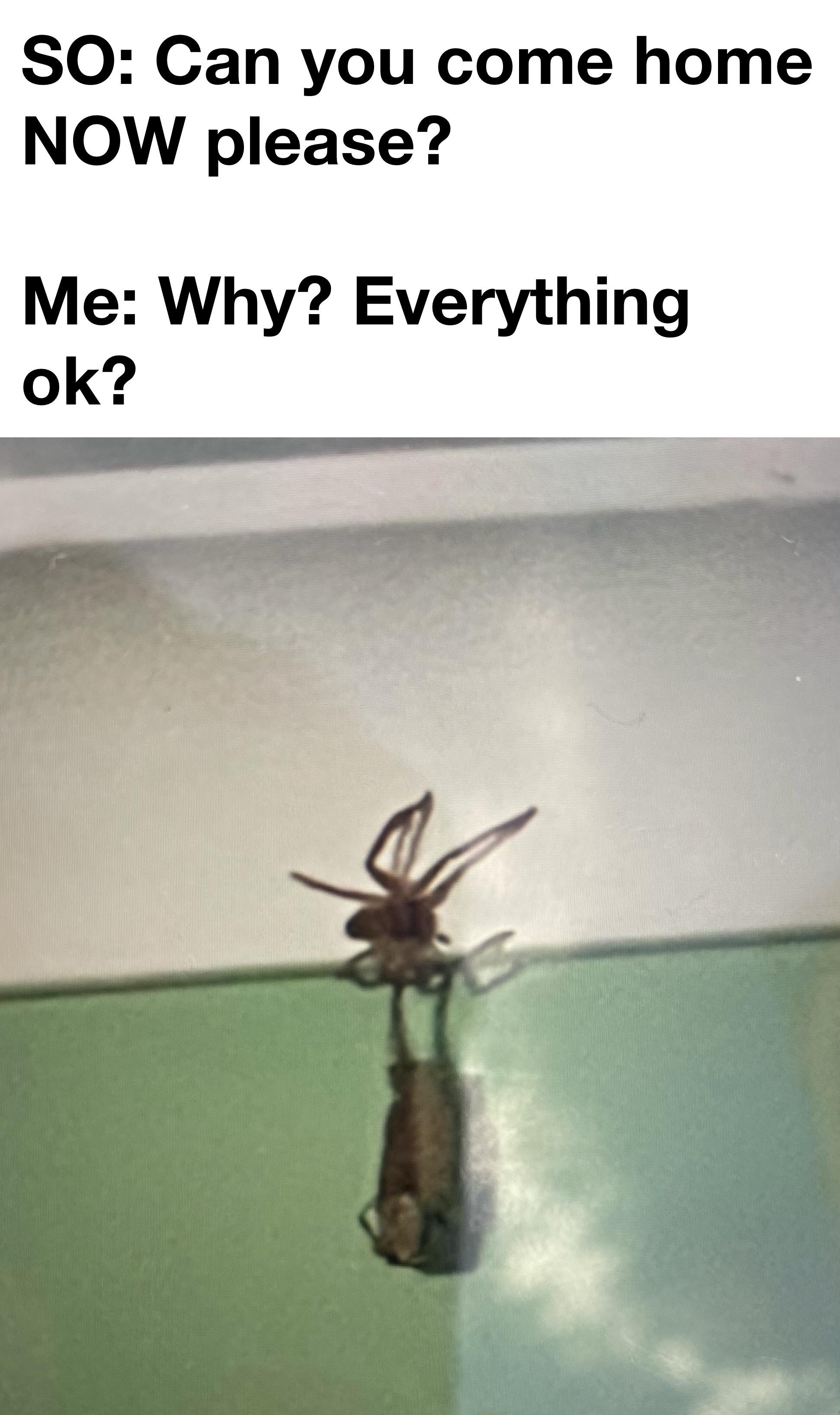 Spider Meme Burn House