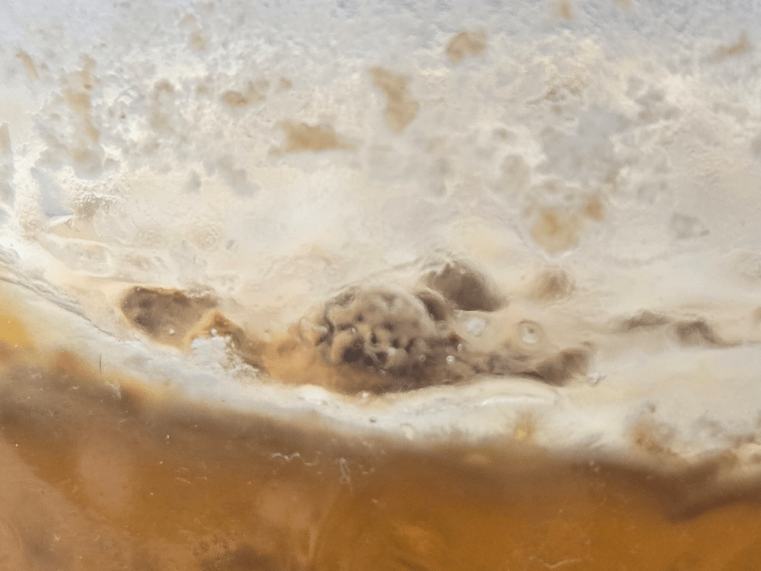 WE HAVE MADE ANOTHER DISCOVERY a method to grow morel mushrooms