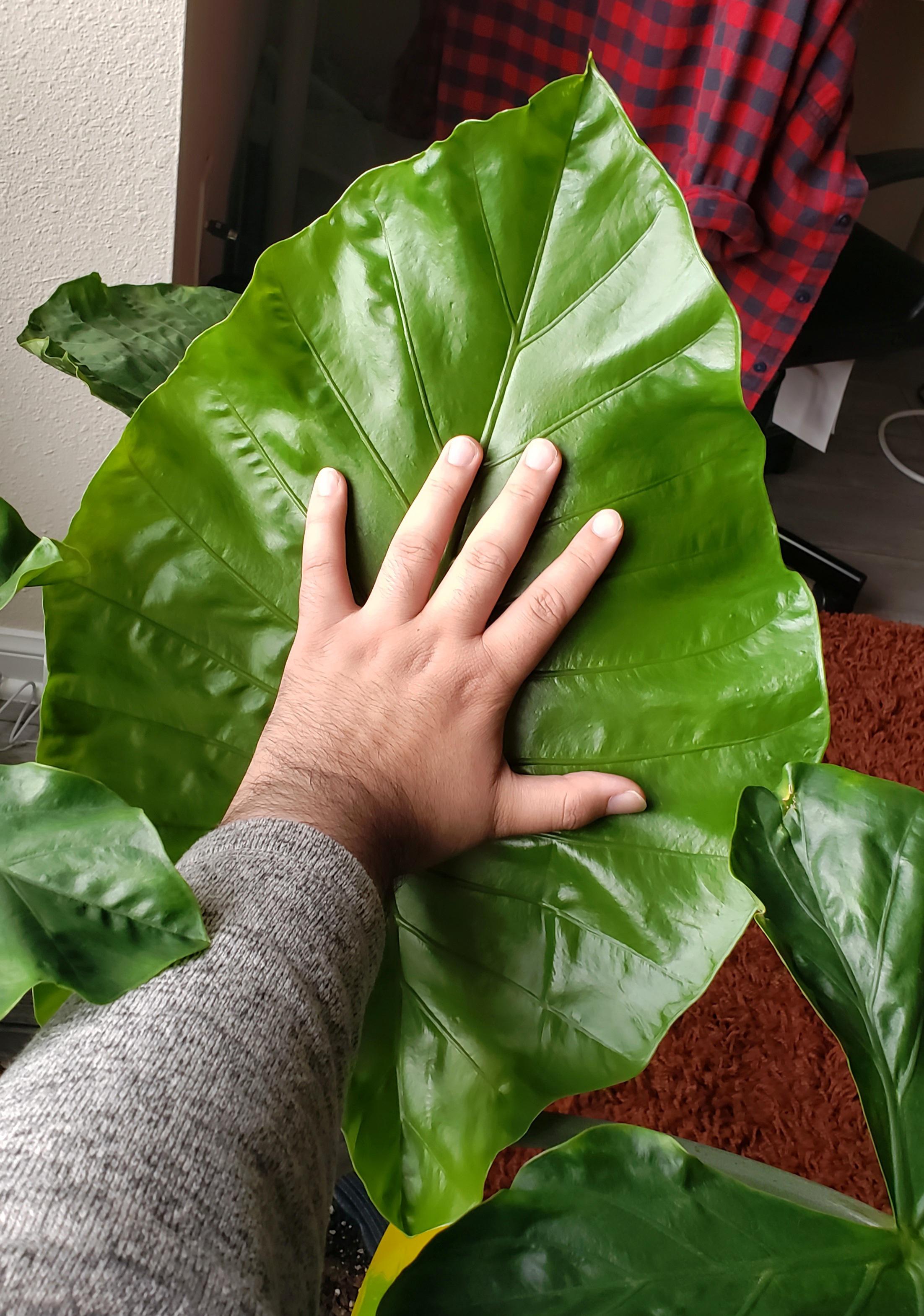 I've had this alocasia for a few months and it finally put out it's