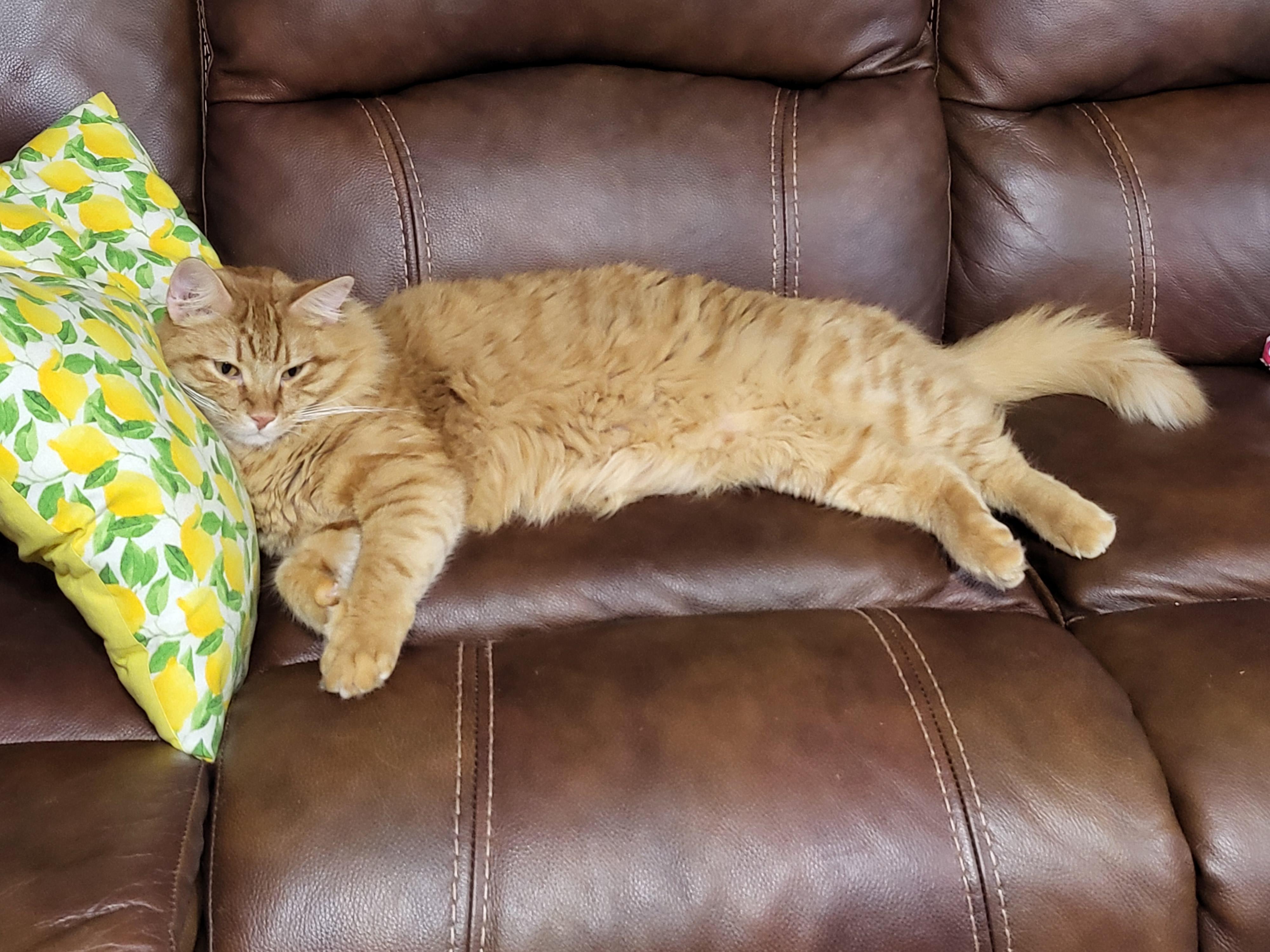 Nacho, Middle name is Cheese cats