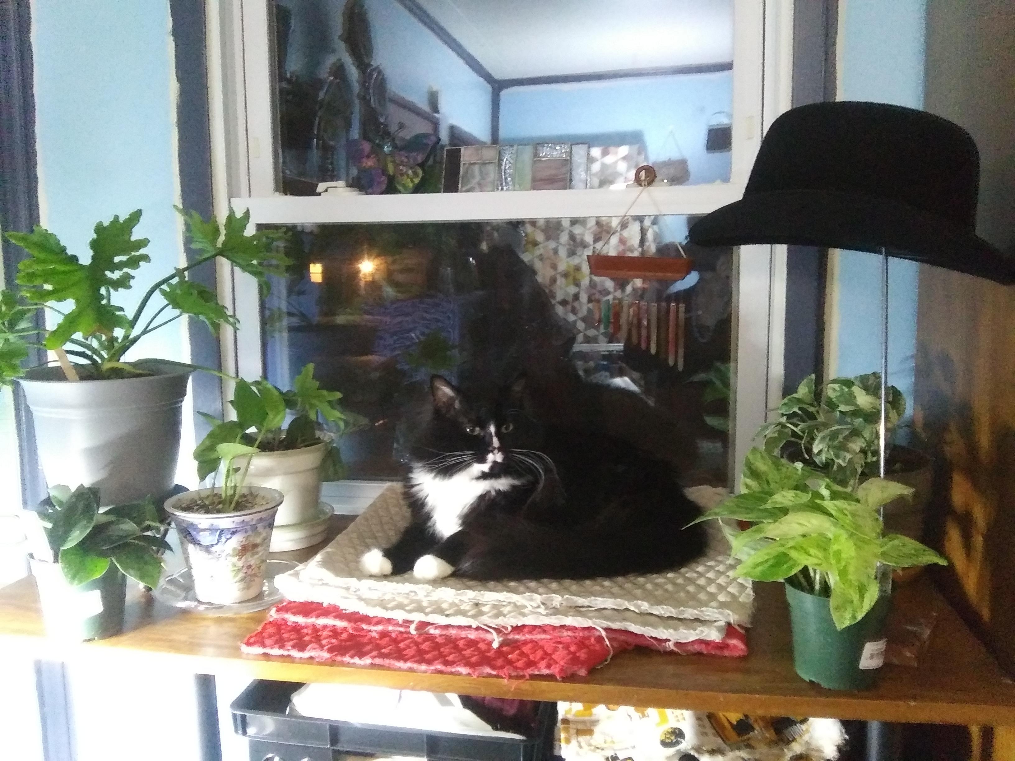 Cat in his Philodendron nest CatsAndPlants