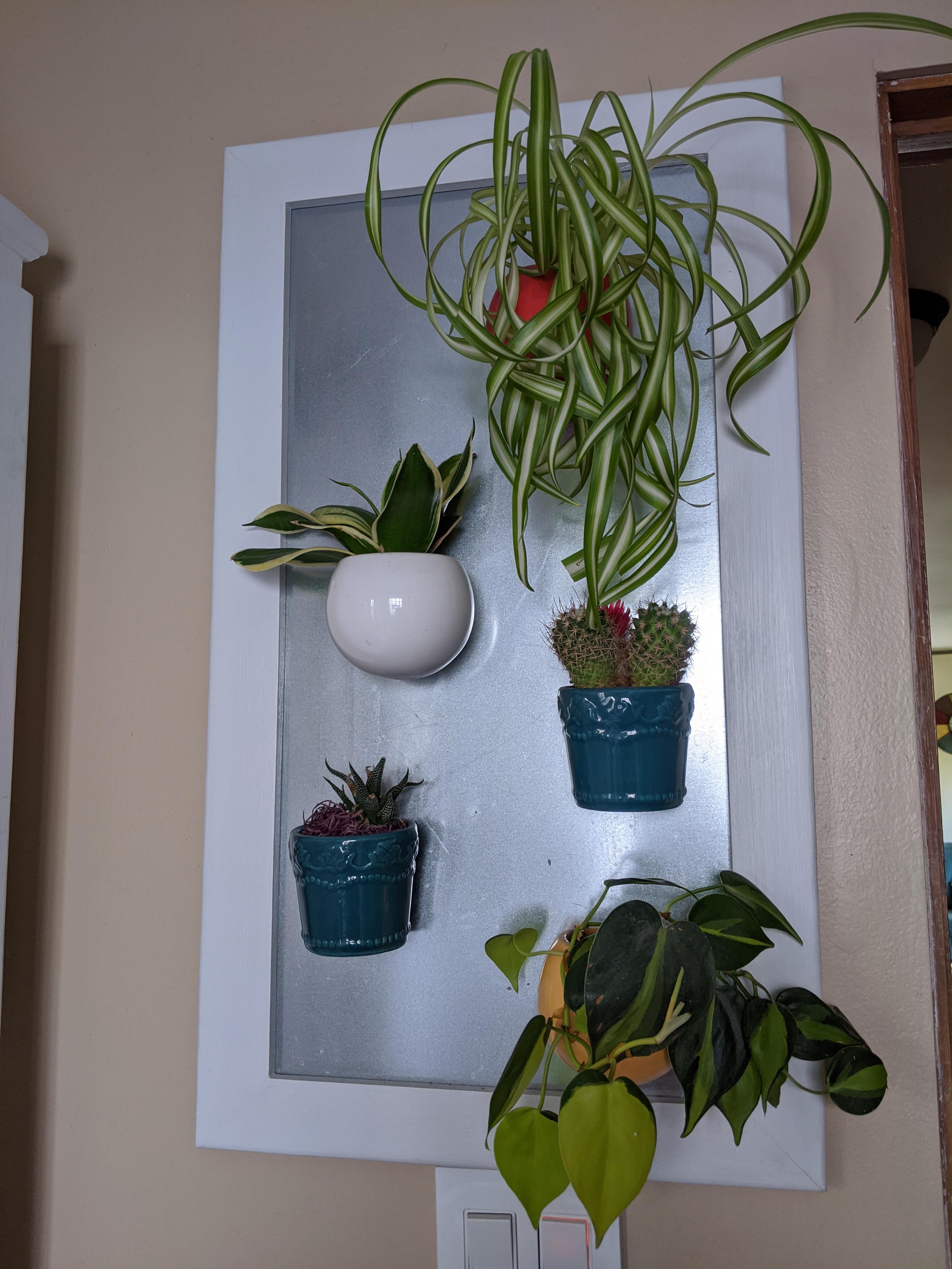 Thought our bathroom plant wall might get a little love on this sub
