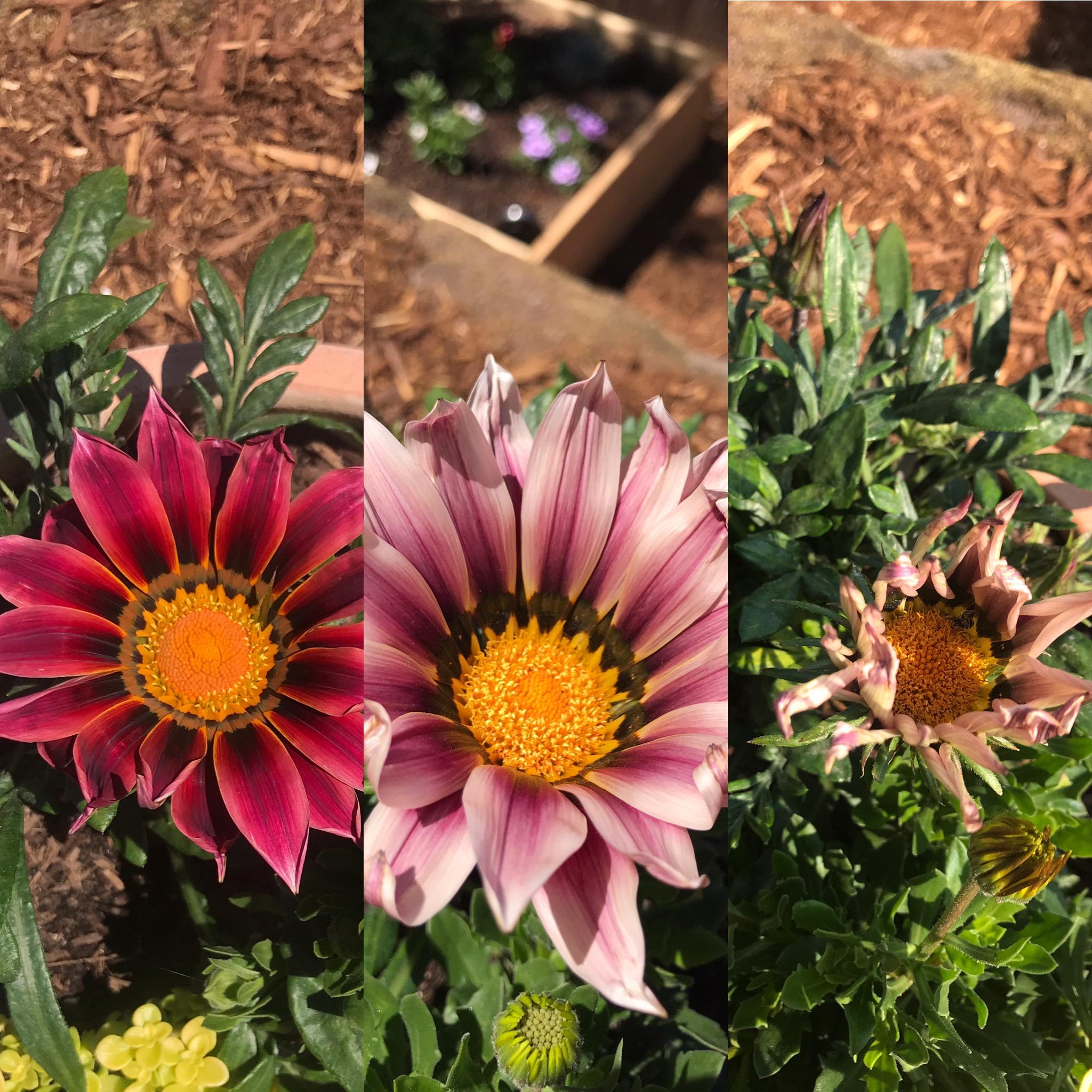 Is this normal or is my Gazania unhappy? Is it time to deadhead? 8 days