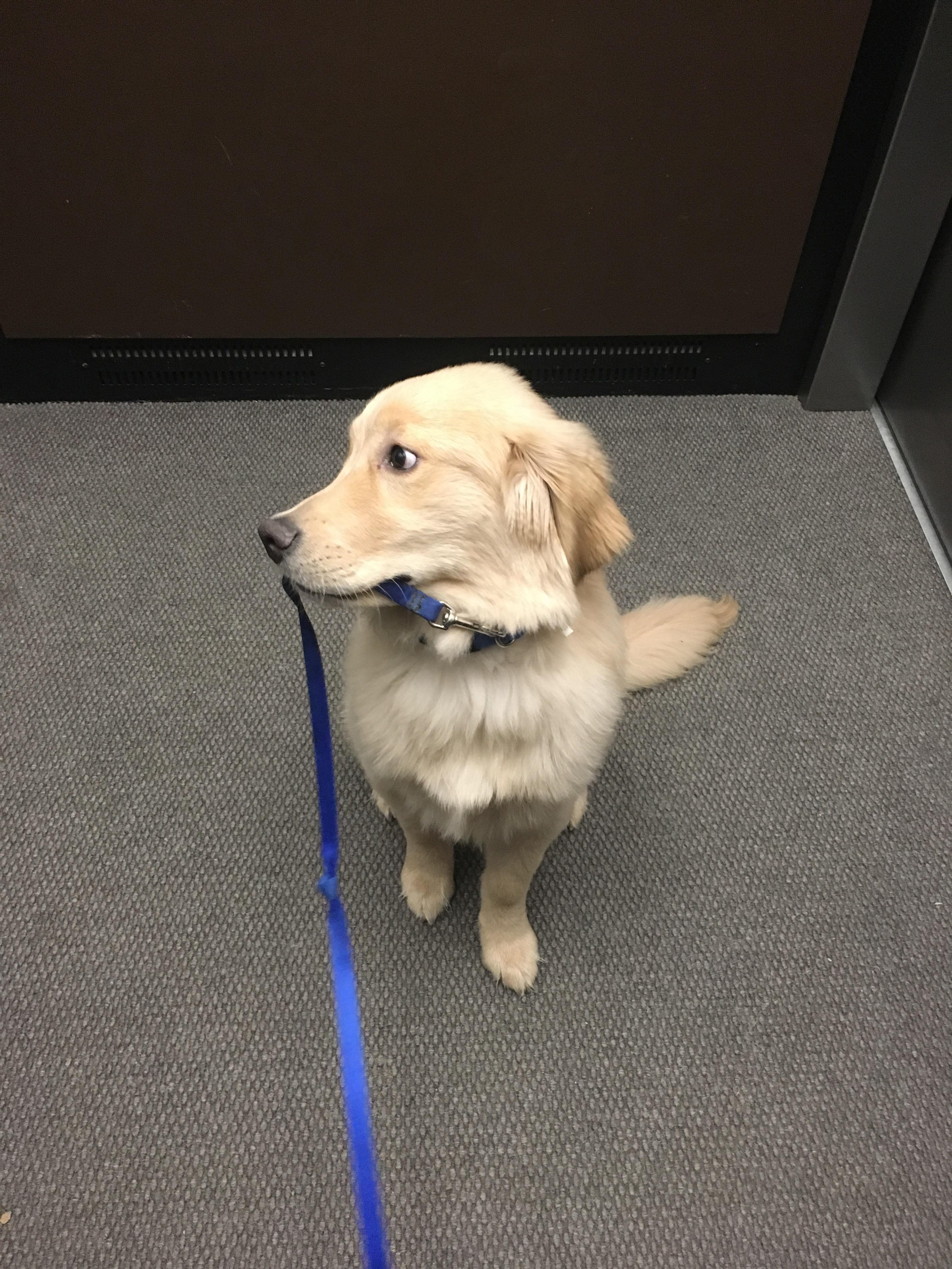 Ah, the old “dog walks himself” move goldenretrievers