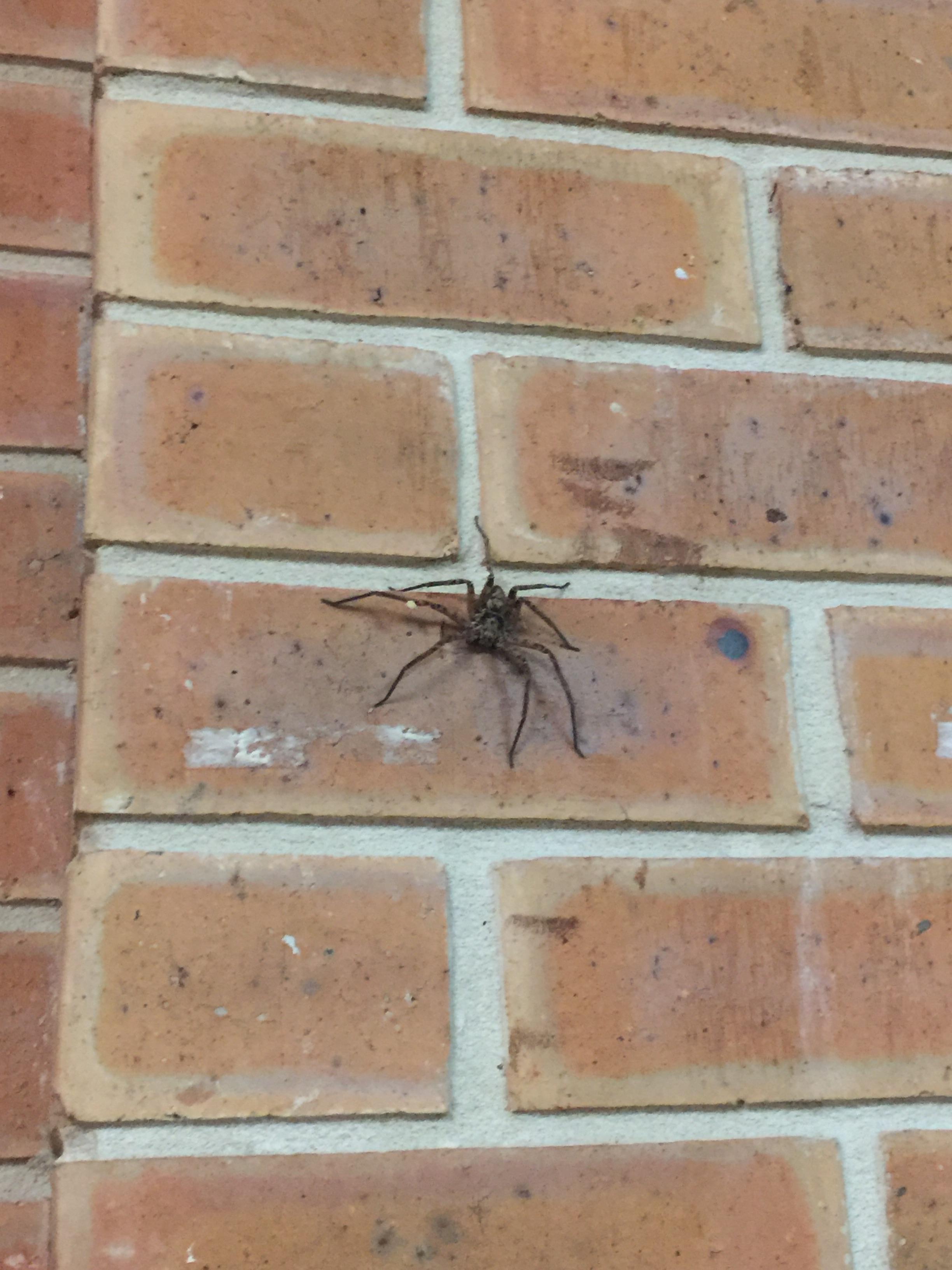 just saw this on my wall, looks like a huntsman at the same time as