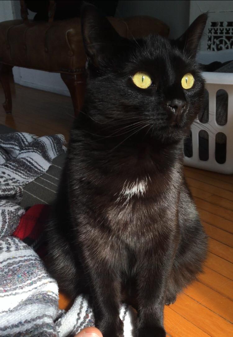 Missing Black Cat Heritage Hill/Madison r/grandrapids