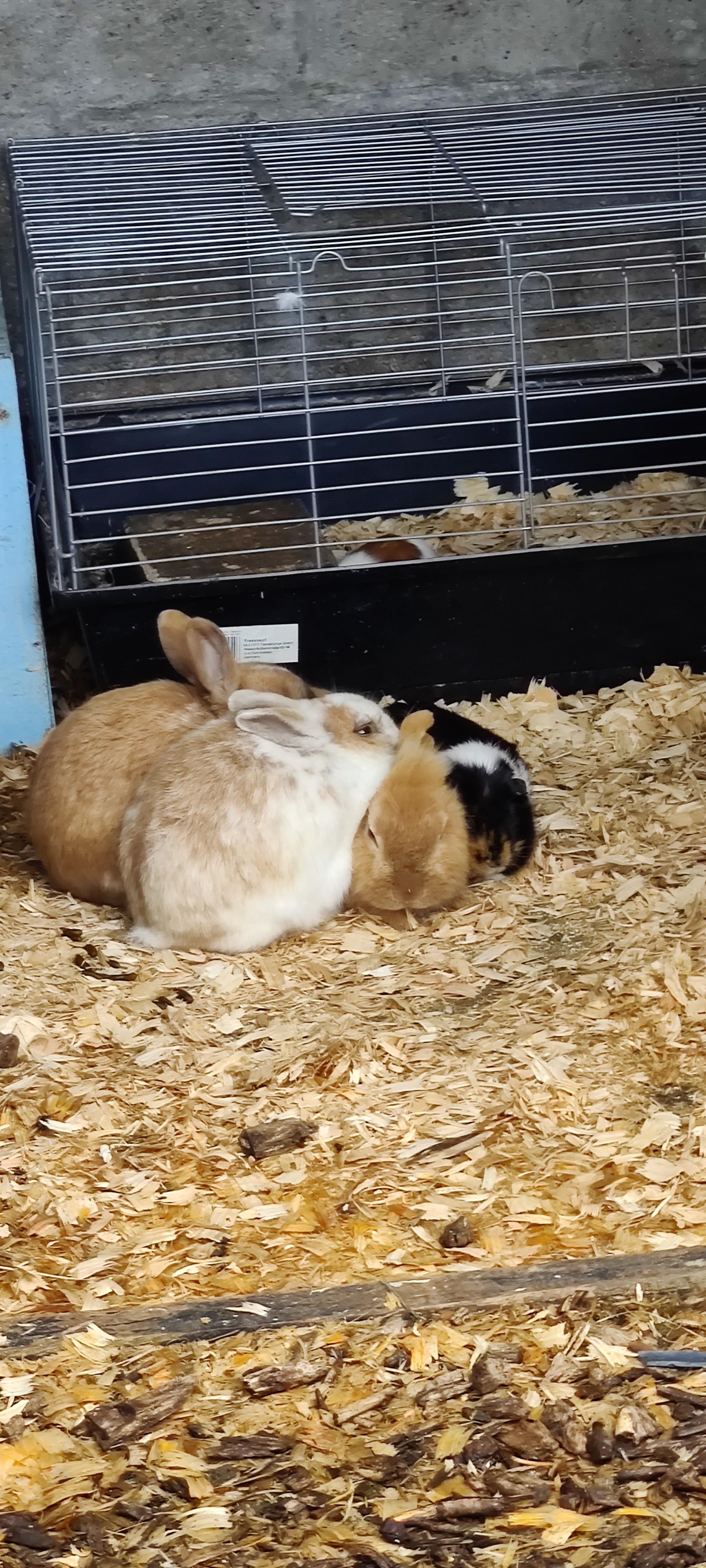 3 rabbits and a guinea pig 😄 r/Rabbits