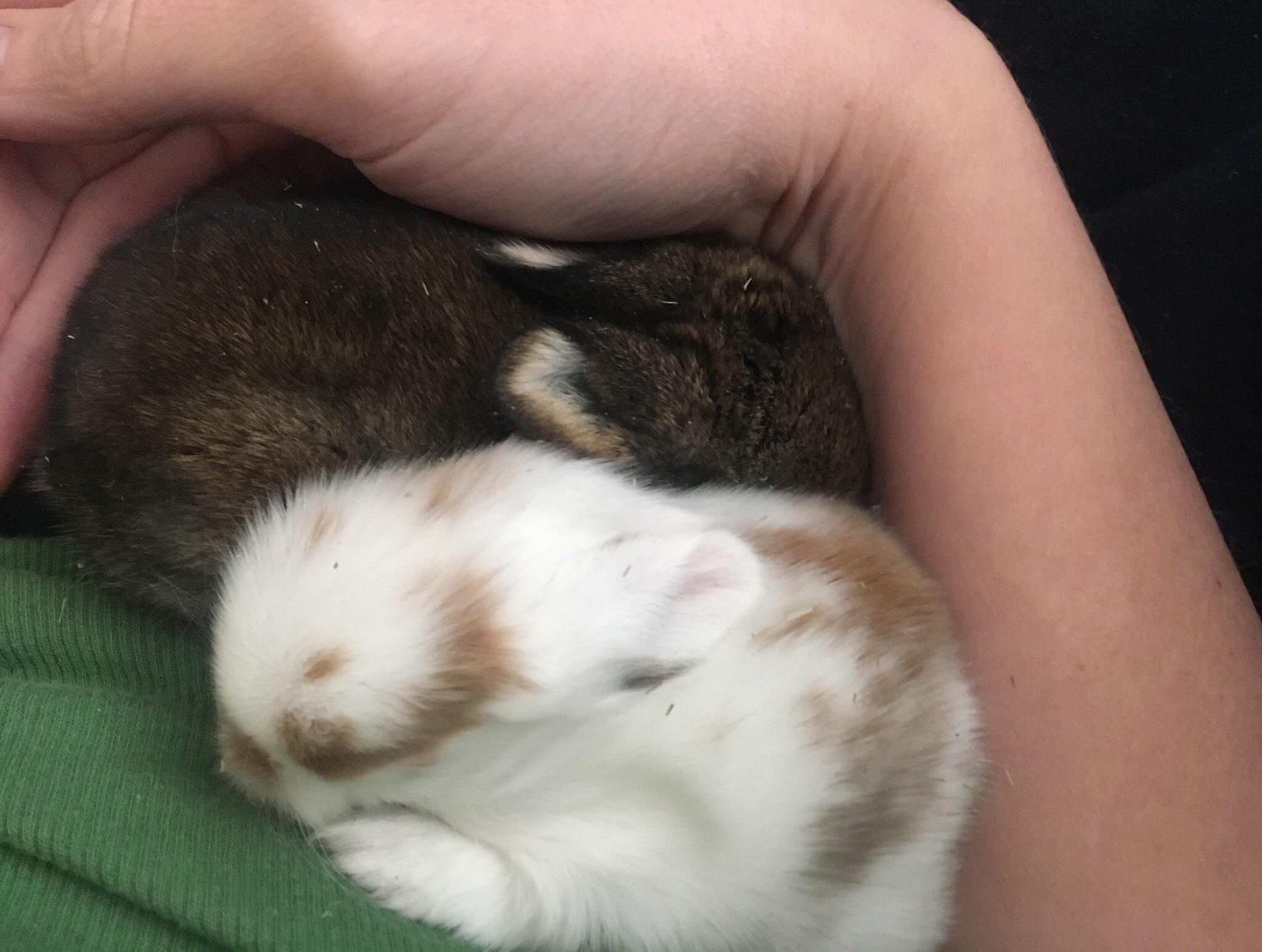 Baby bunny cuddles are the best r/Rabbits