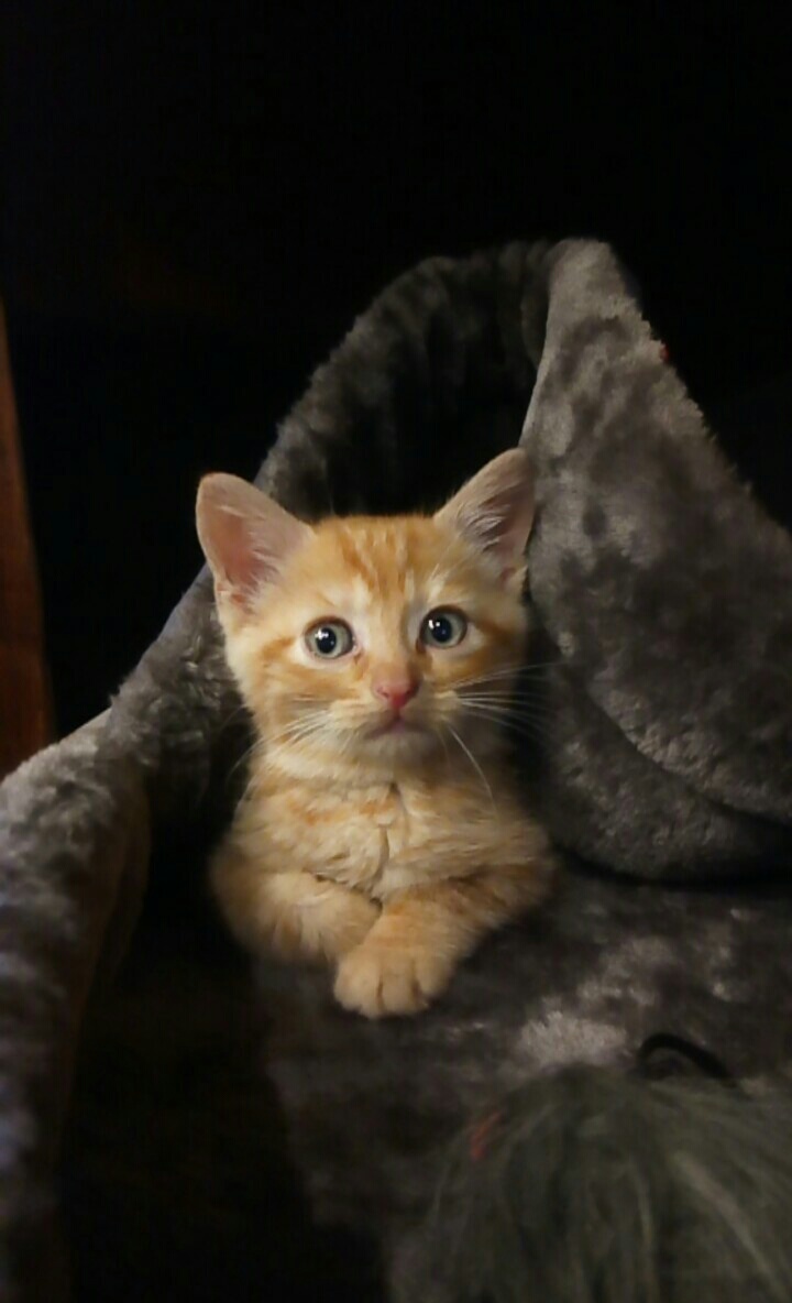 My cat when he was just 6 months old. r/aww