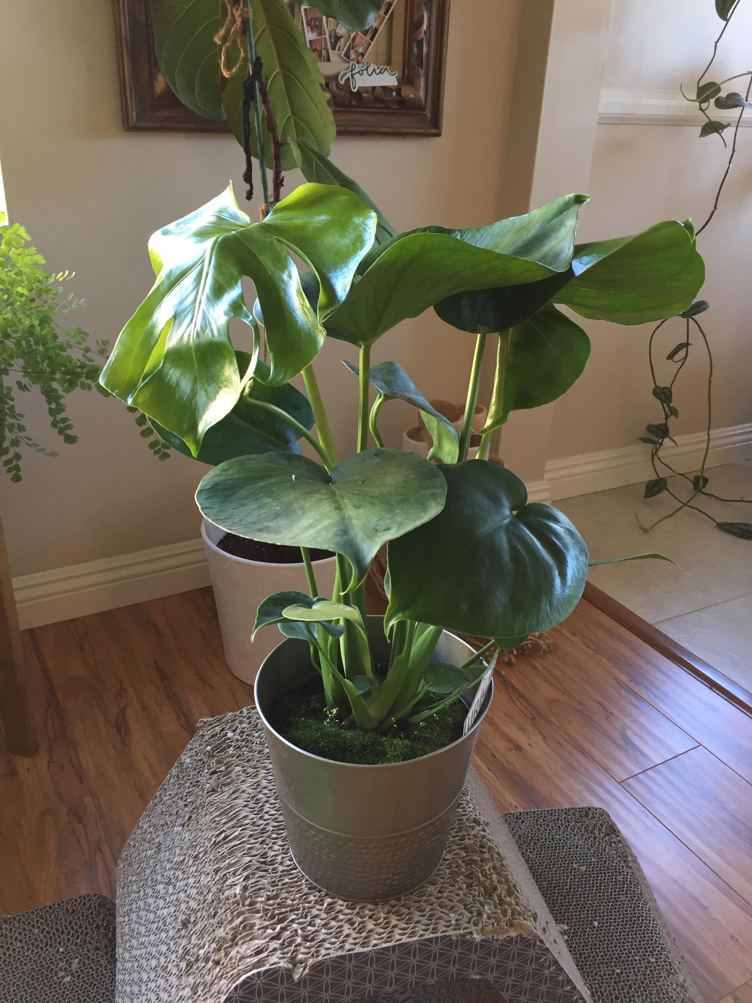 Monsteras in stock at my Trader Joe’s for 10! traderjoes