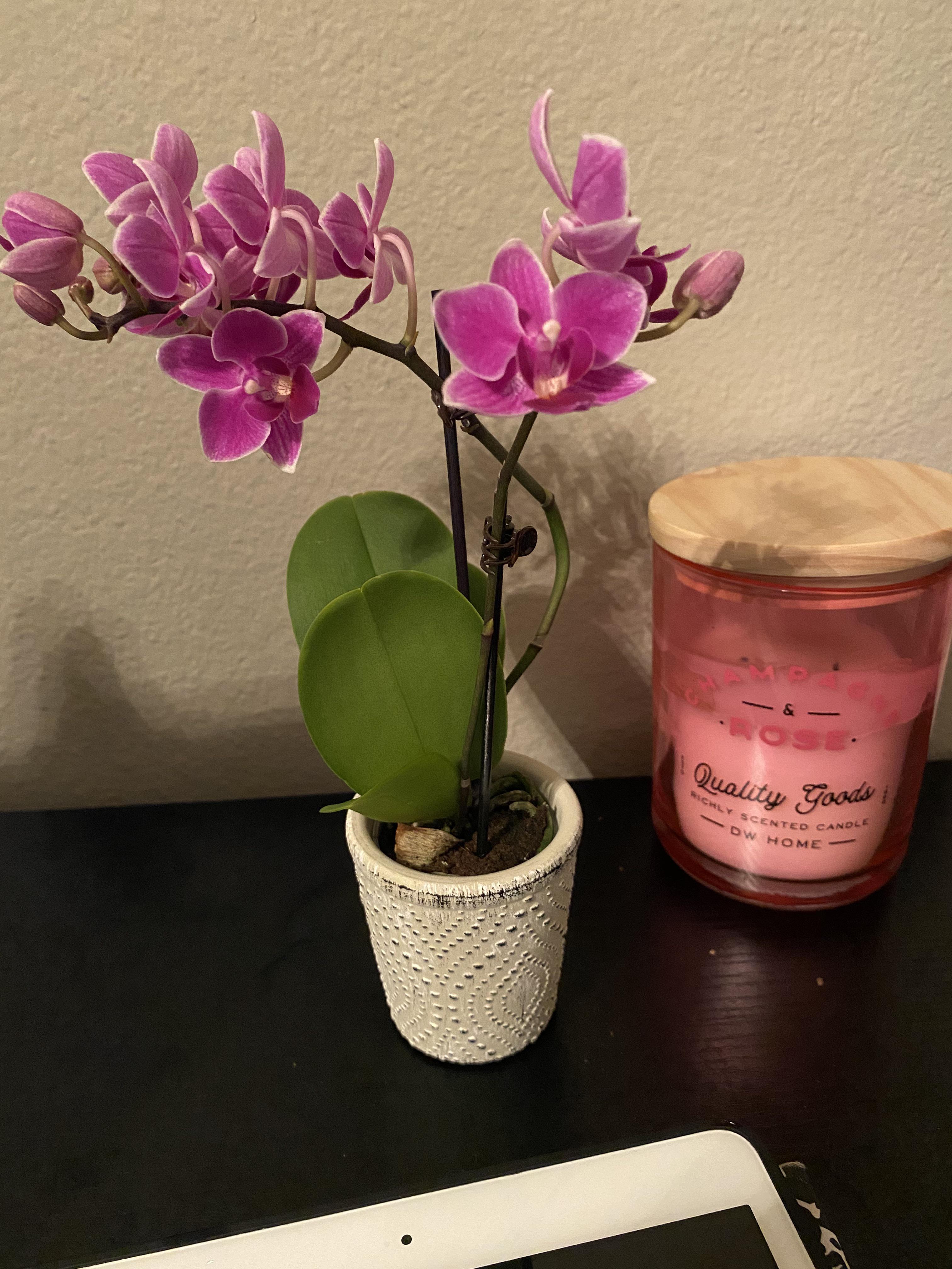 If you have been able to keep your orchids alive, please share your