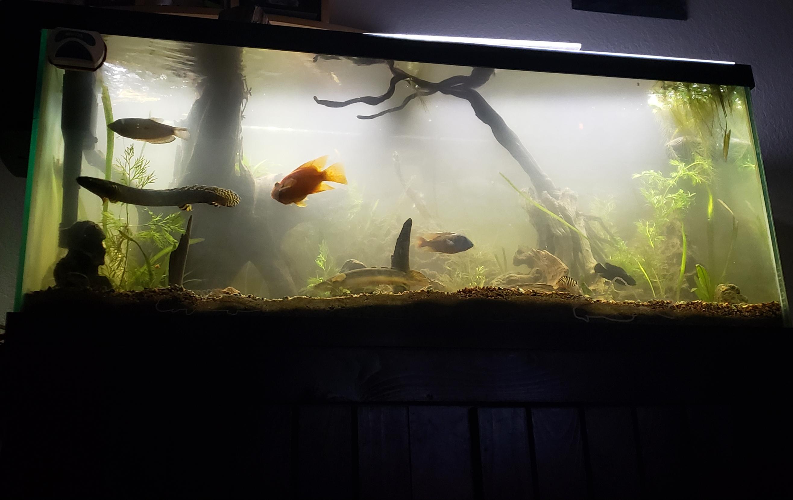 The view of my tank at night. r/Aquariums