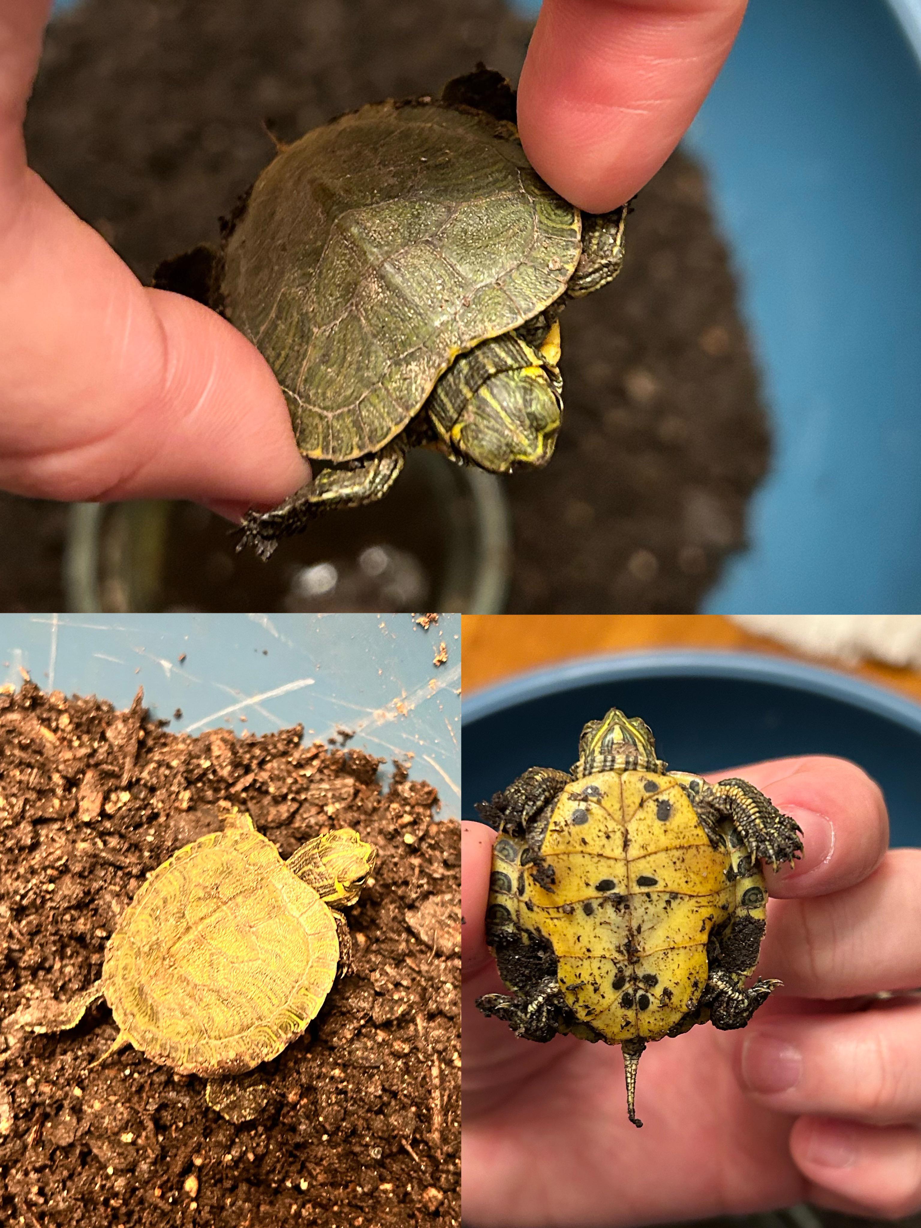 Turtles that Stay Small Finding the Perfect Pet Turtle Pet, Tiny Turtles