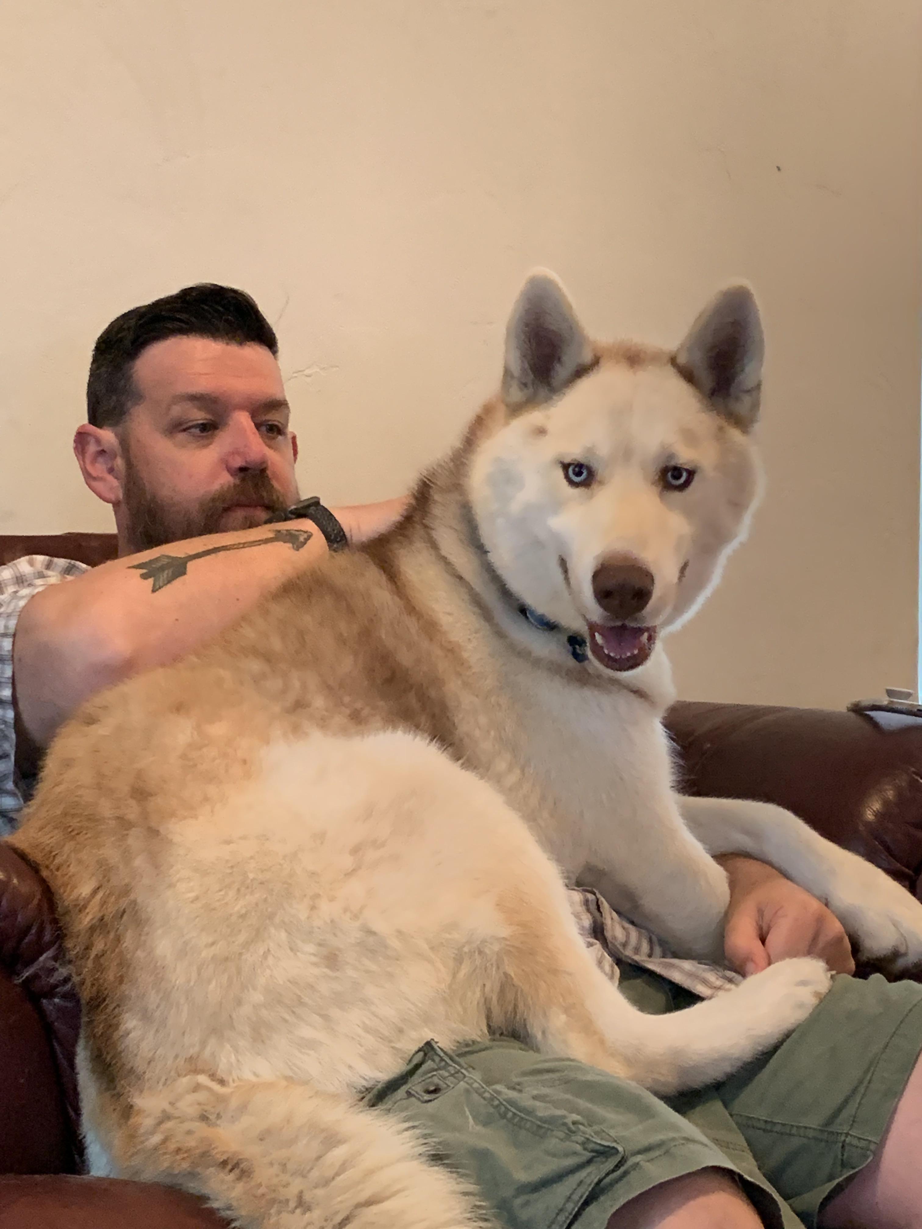 No one warned me we were adopting a 60 lb lap dog! Everyone meet Lupin