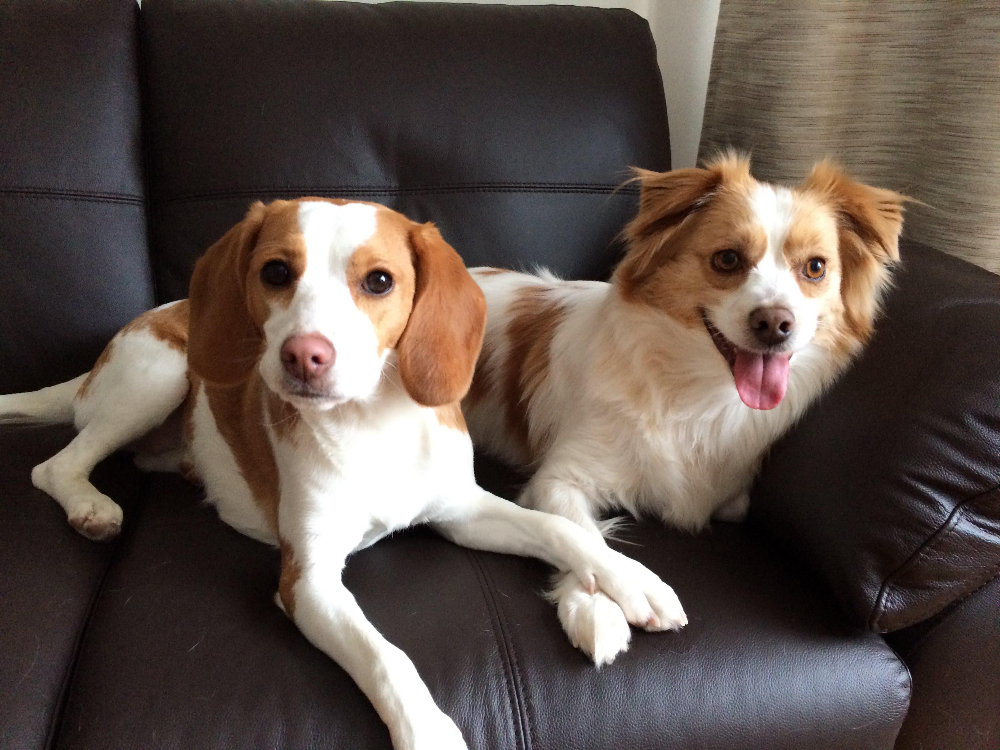 My 9 month old Lemon Beagle Leila w. Her bf Coco beagle