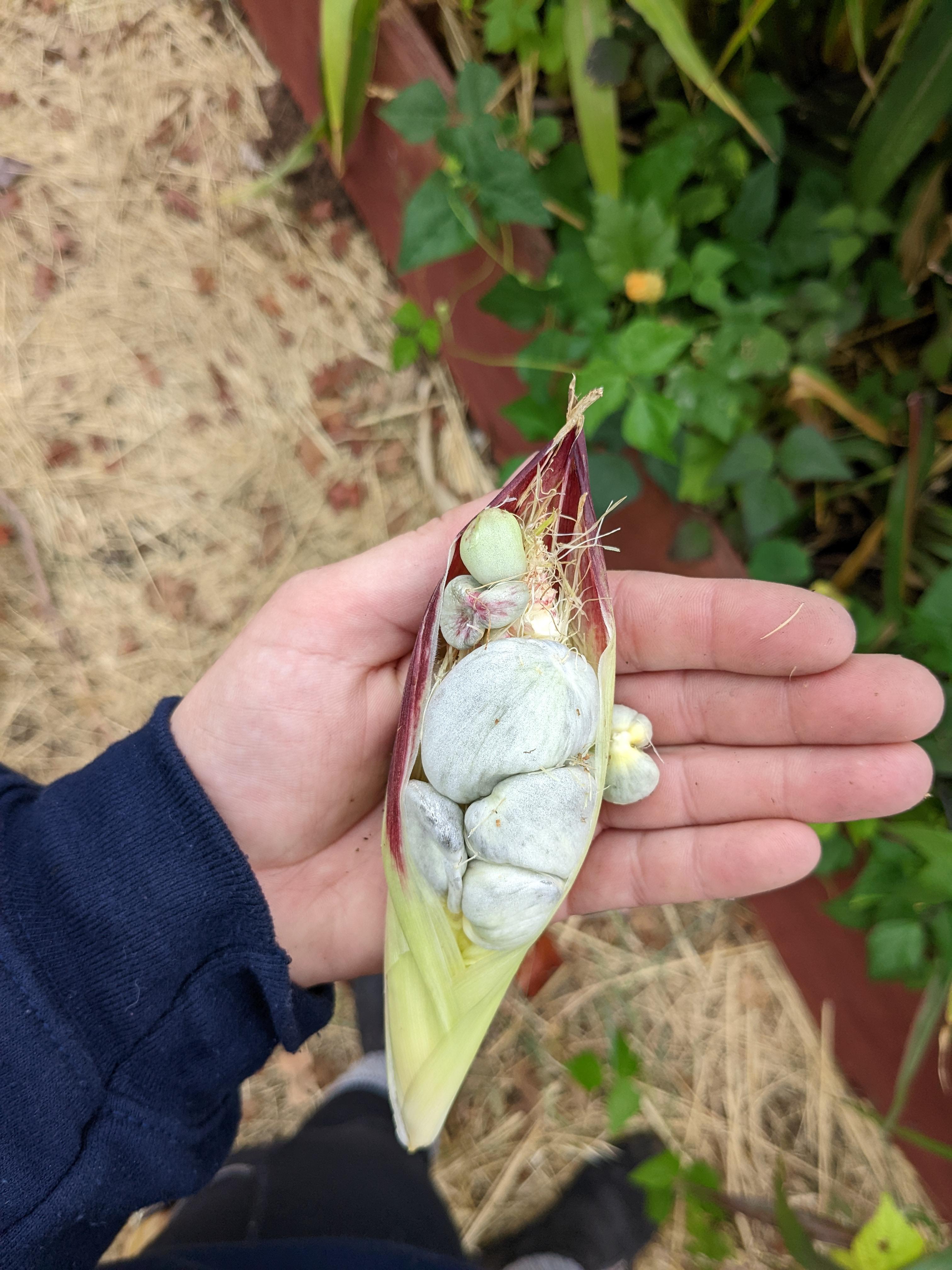 449 best Raw Garden images on Pholder Oilpen, Dabs and Cleancarts