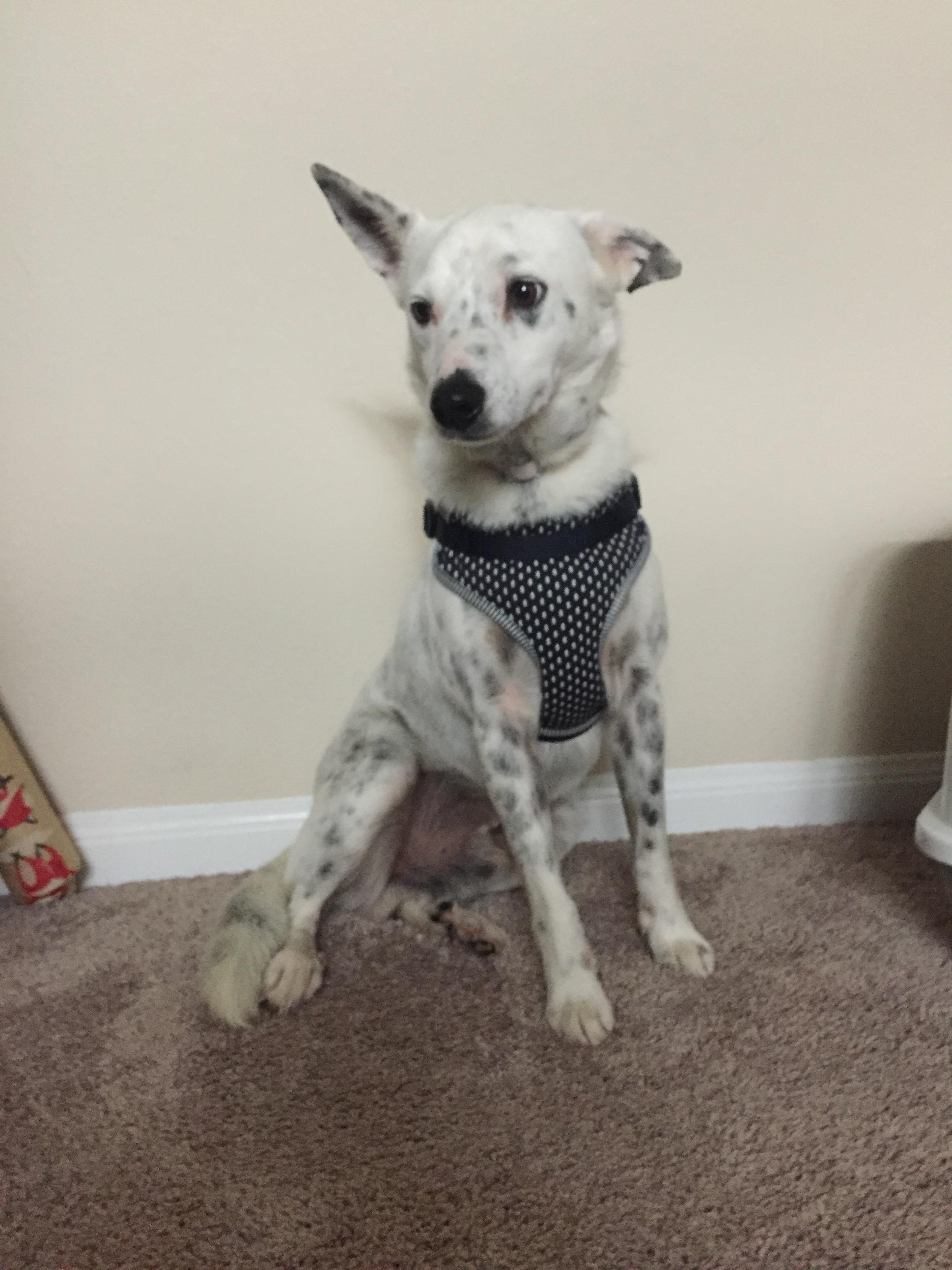 Wonderful dog found on highway on the way back to Houston, find Zip a