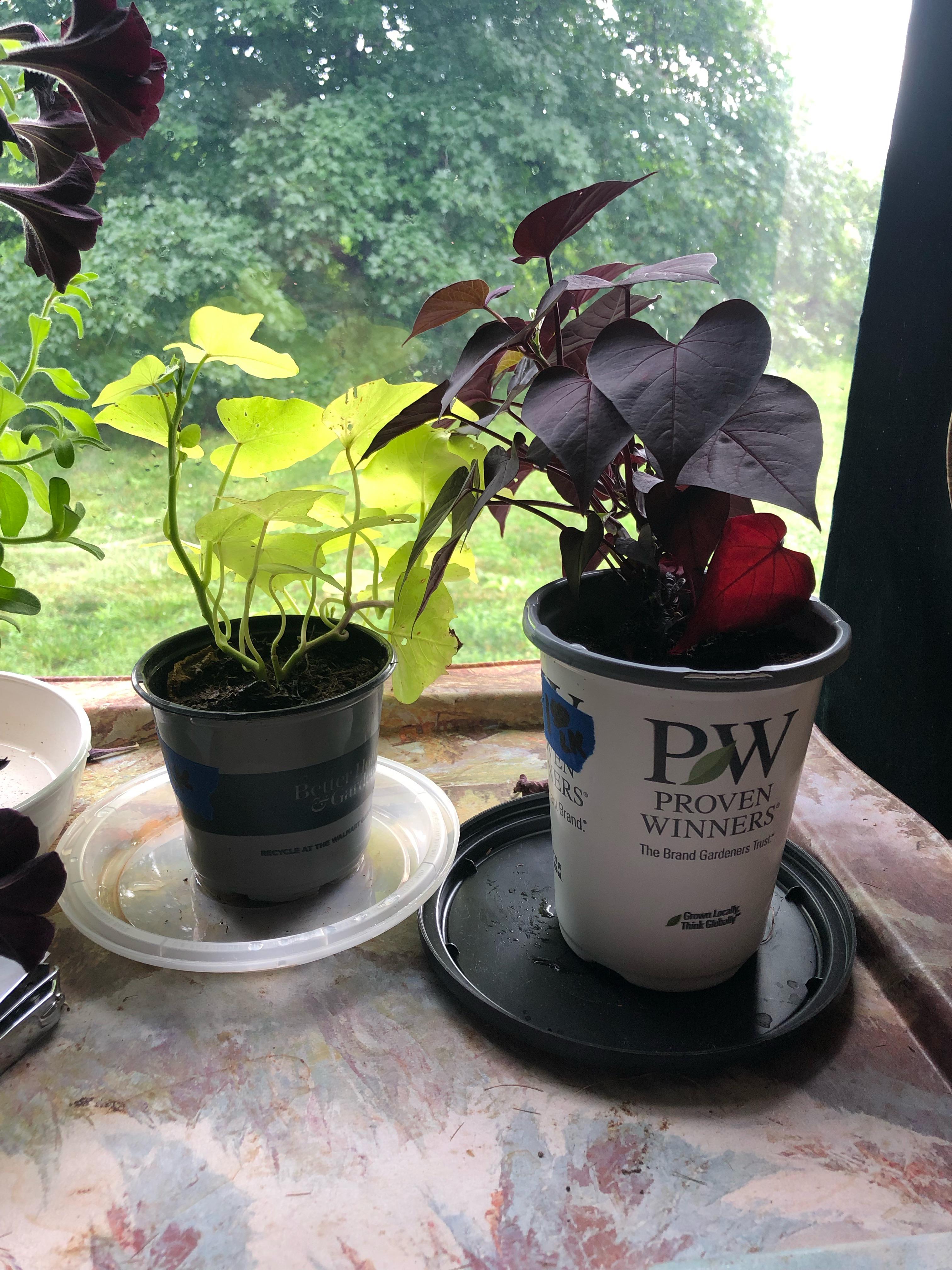 Need plant ID? I recently was gifted these plants but I don’t know much