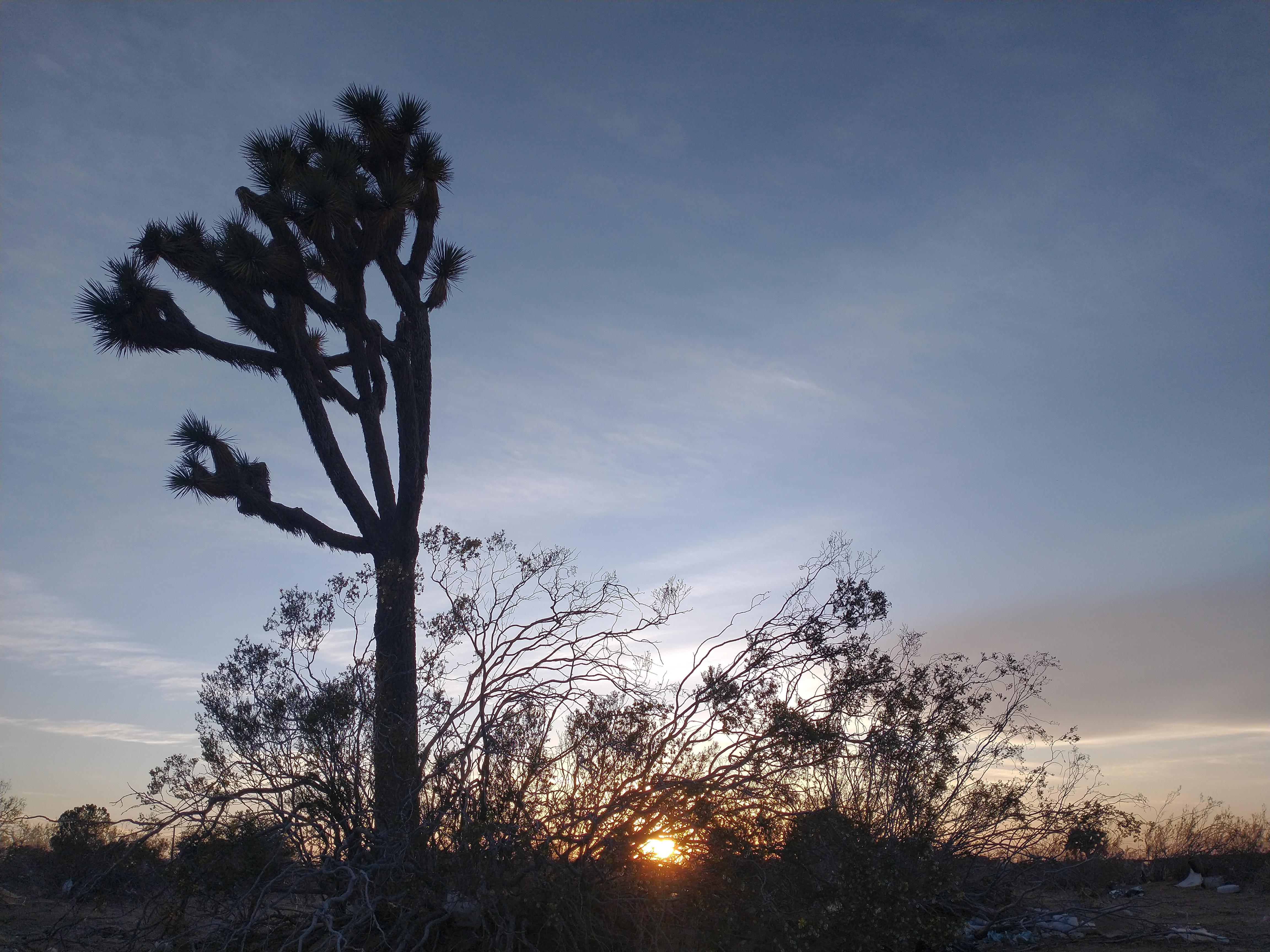 Went to Victorville last night and got to see some Joshua trees at