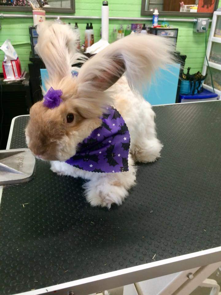Groomed and stylish bun! My bunny shortly after getting groomed r/Rabbits