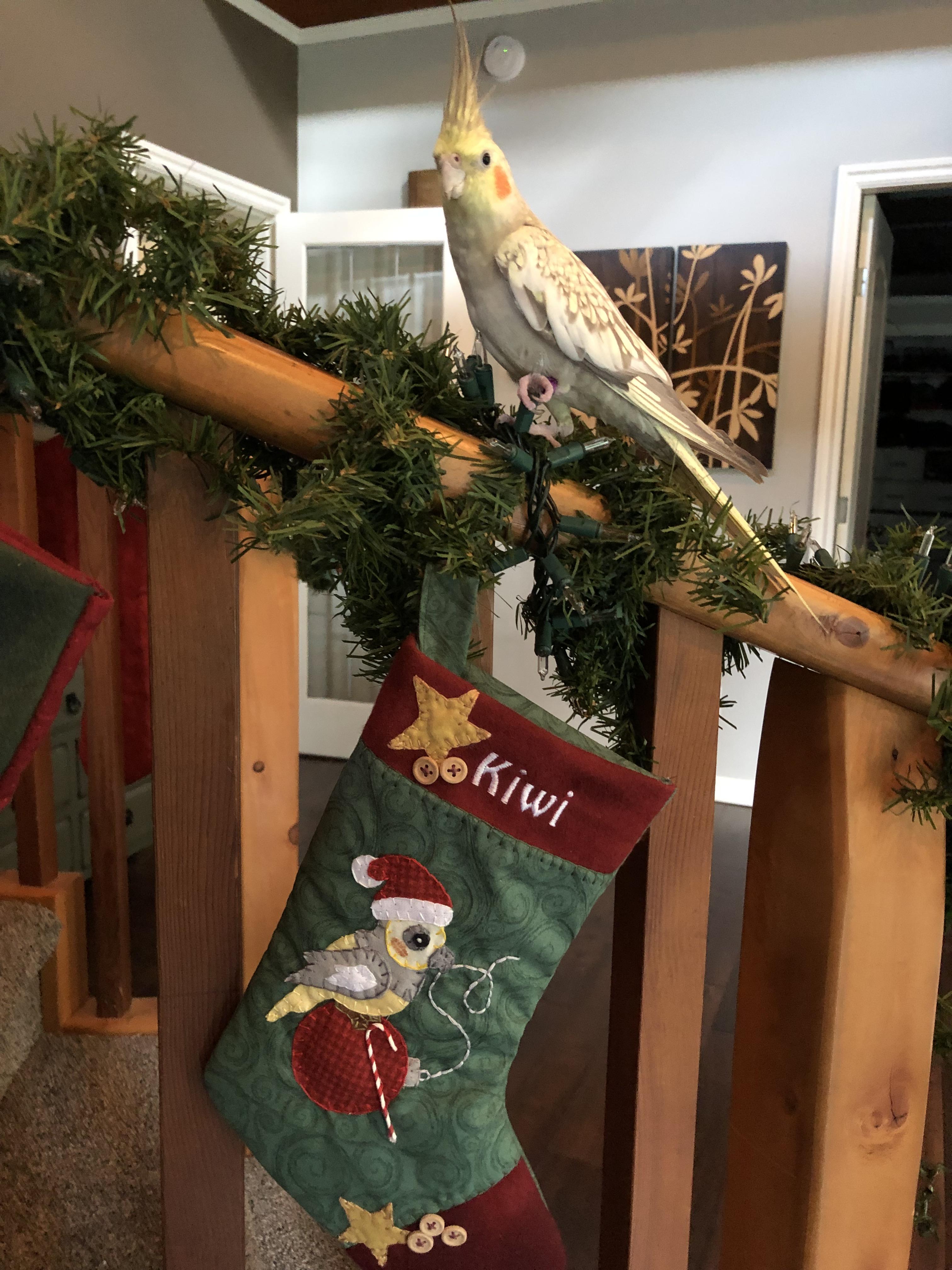 Wife Christmas Stocking My wife always makes a stocking for every new member of the family, so