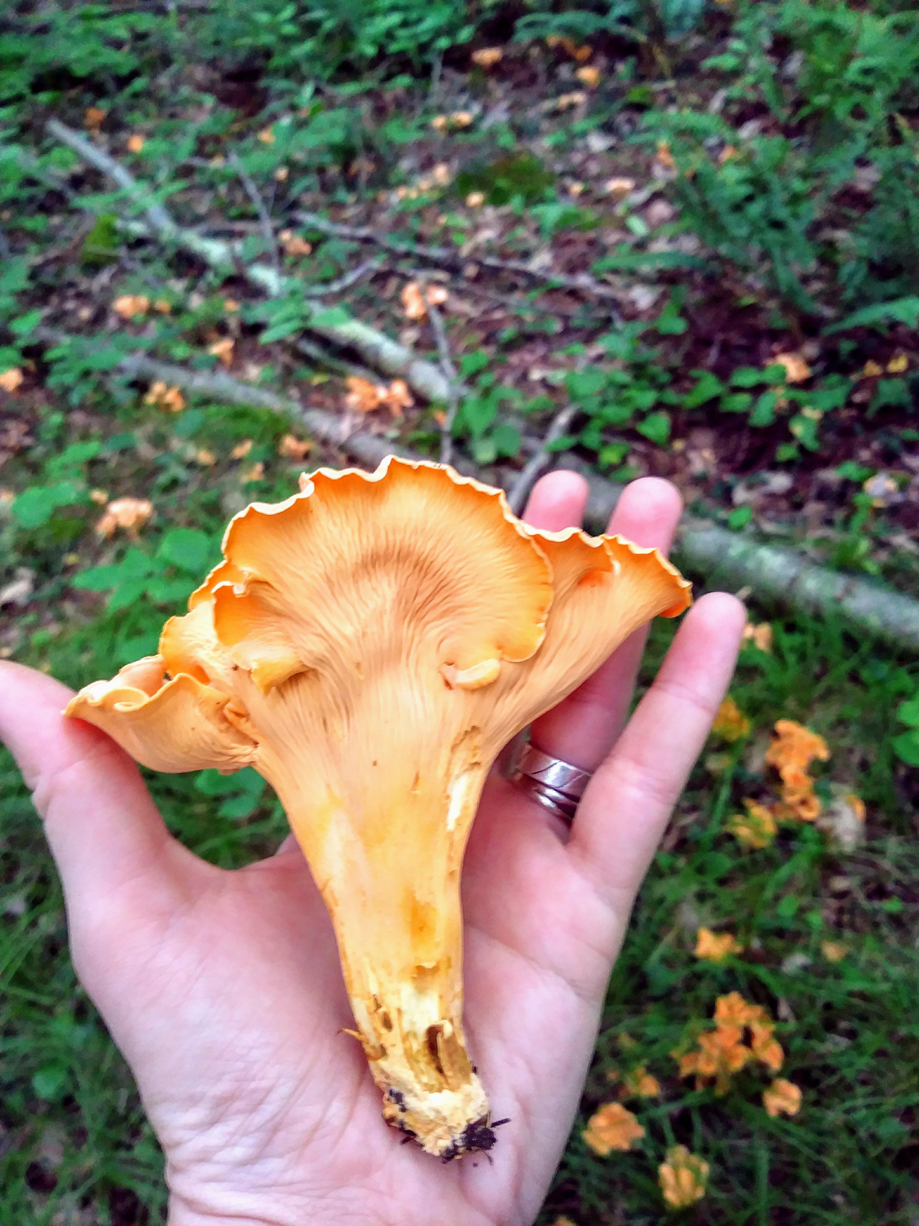 It is chanterelle season in the North East! r/foraging
