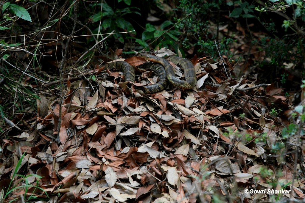 The king cobra is the only snake that builds a nest using dry leave