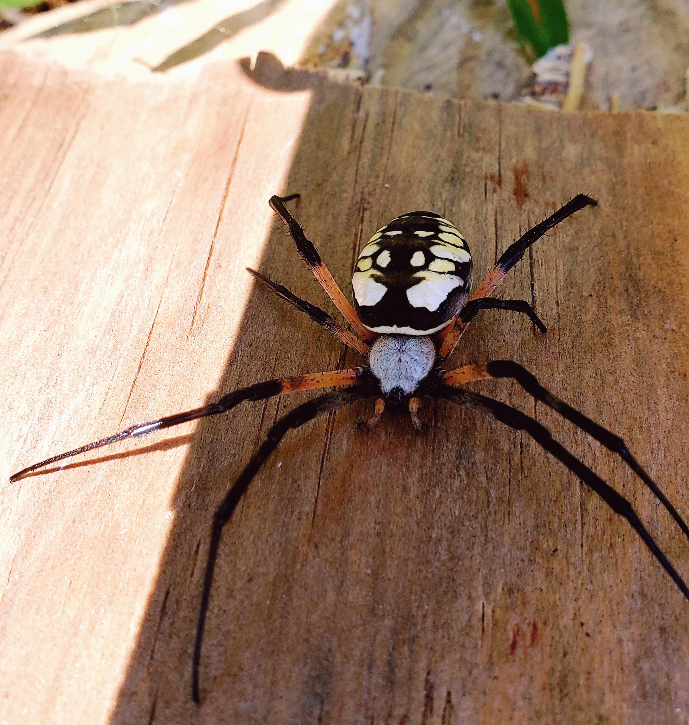 Look at this beauty (Piedmont region North Carolina) r/spiders
