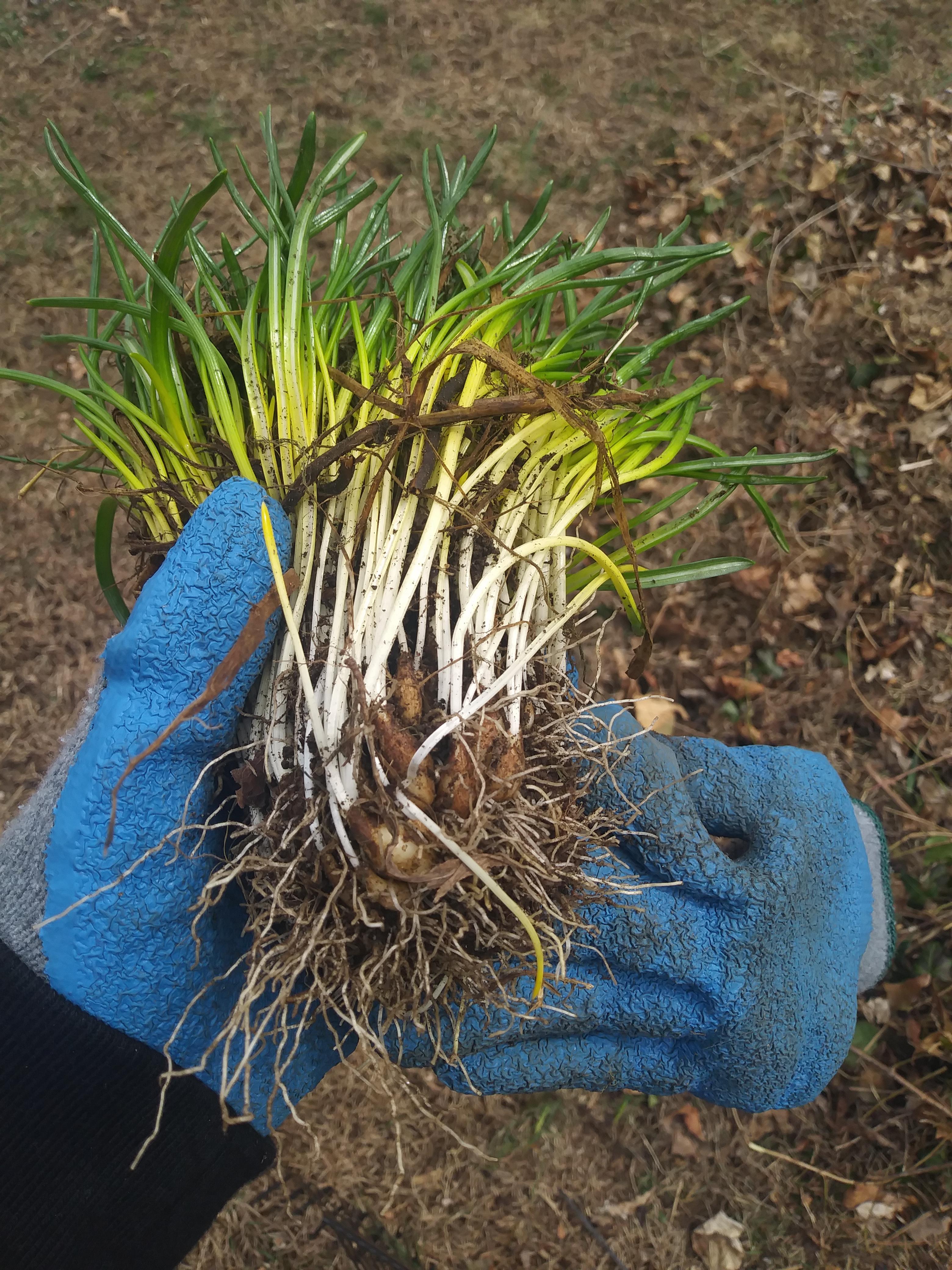 I was told this was some sort of weed? Looks like a weird fusion of