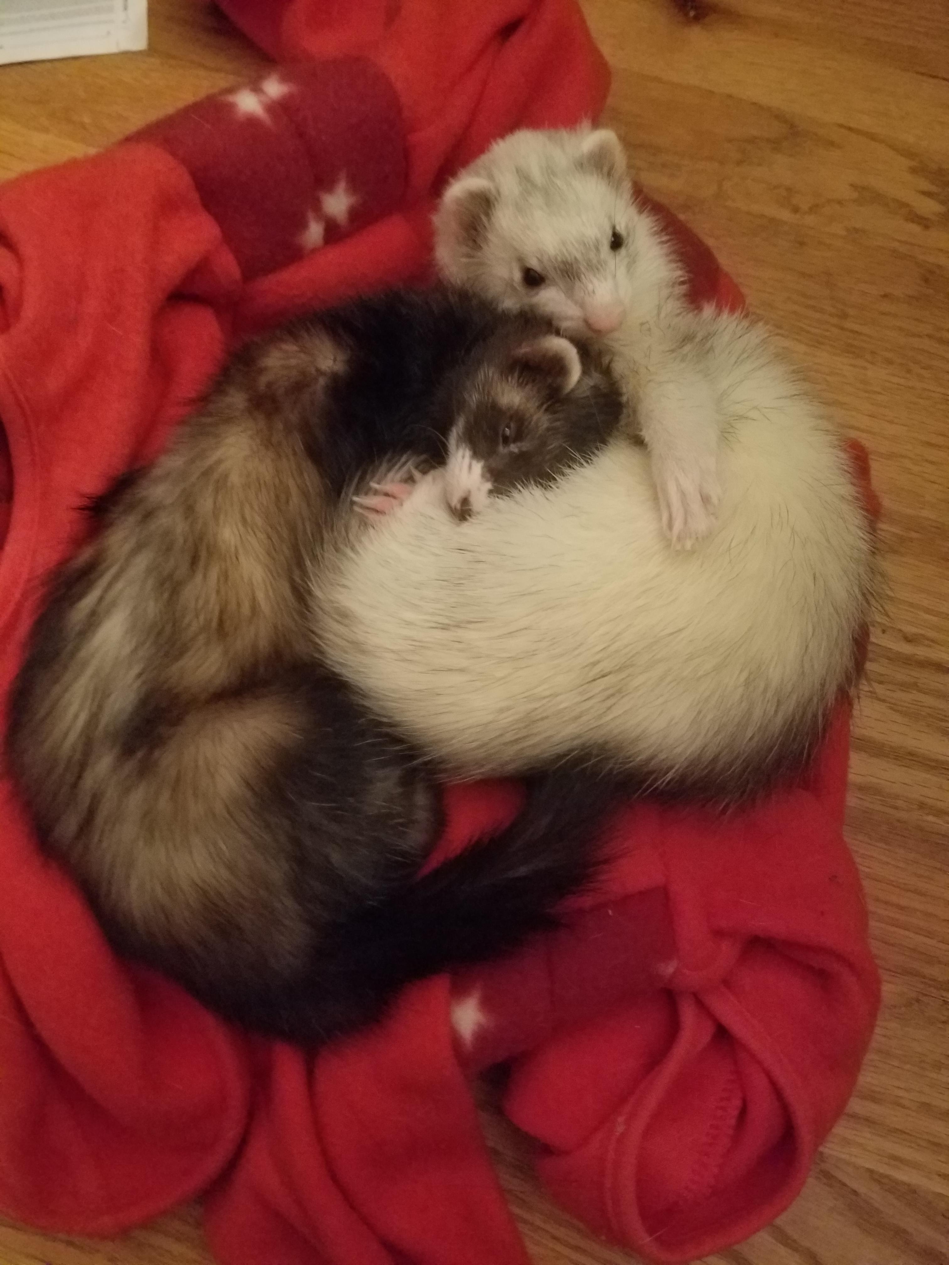 Ferret belly pillow r/ferrets