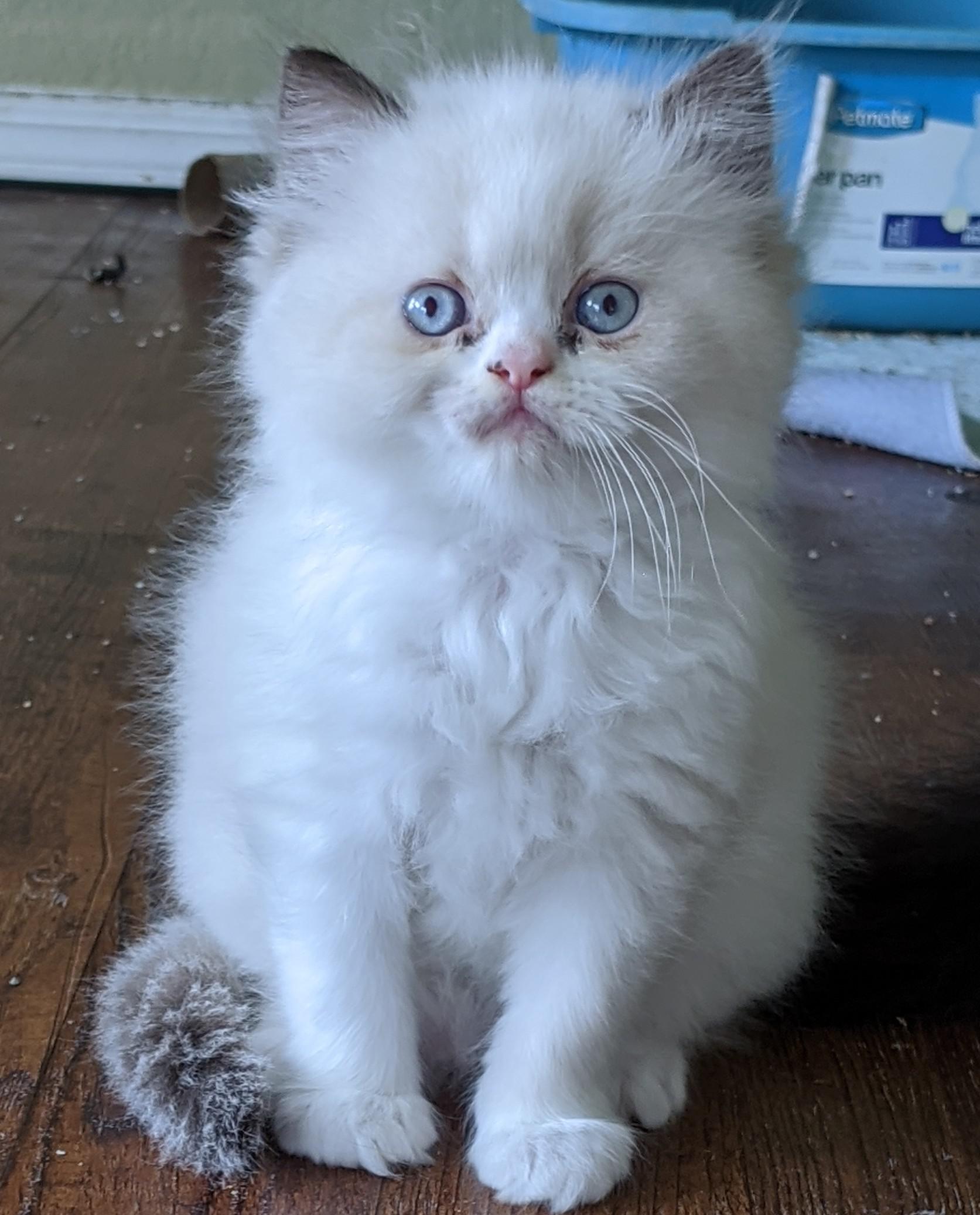I shared this kitten the other day post bath and sulfur dip. He's quite