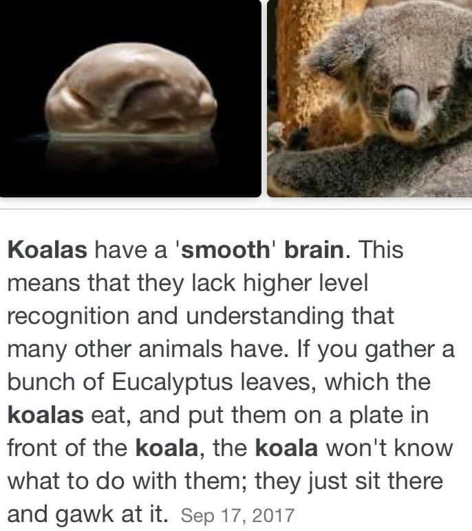 Smooth Brain of Koala r/TagBackTV