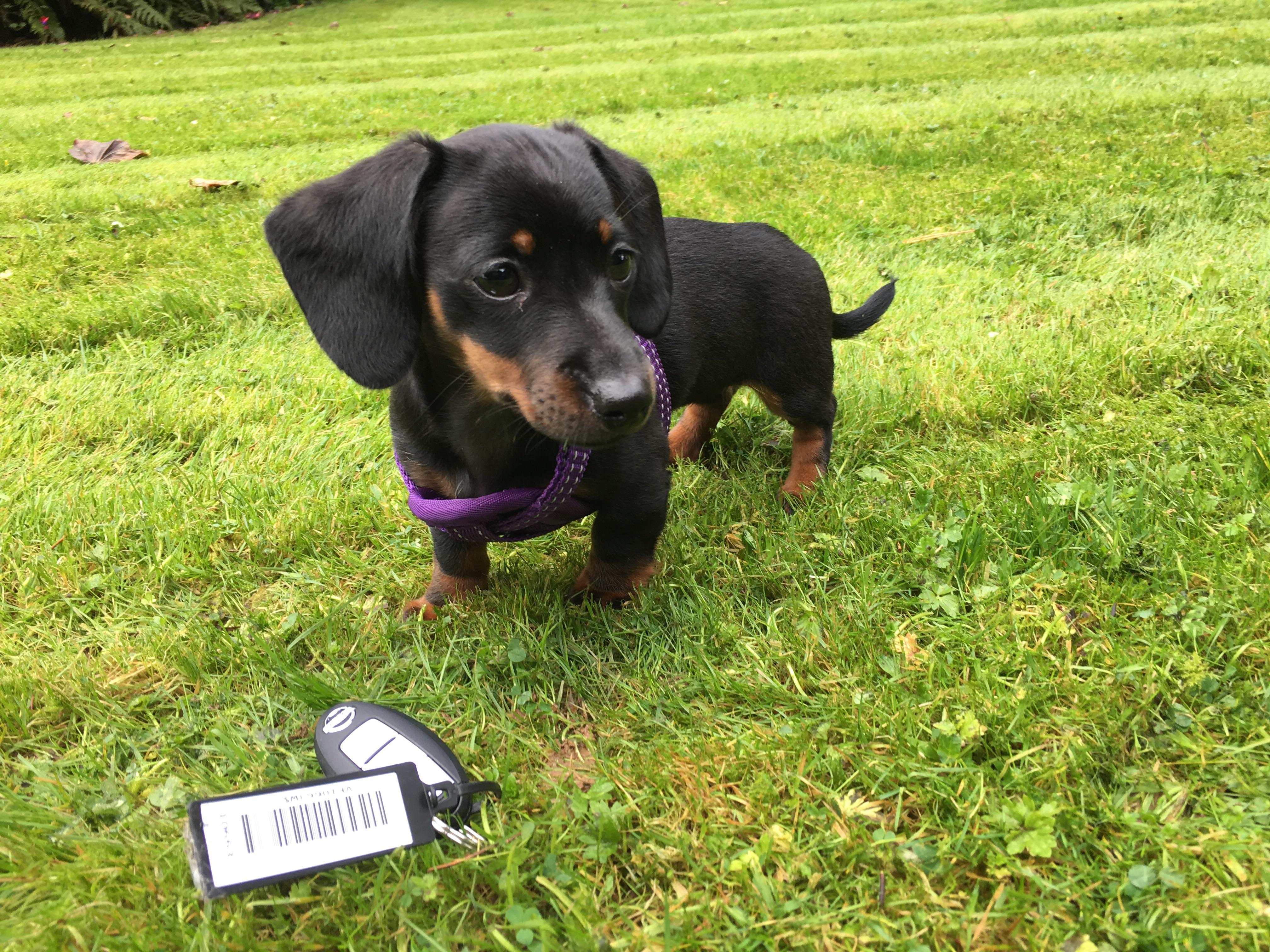 Martha my miniature dachshund (keys for size comparison) r/lookatmydog