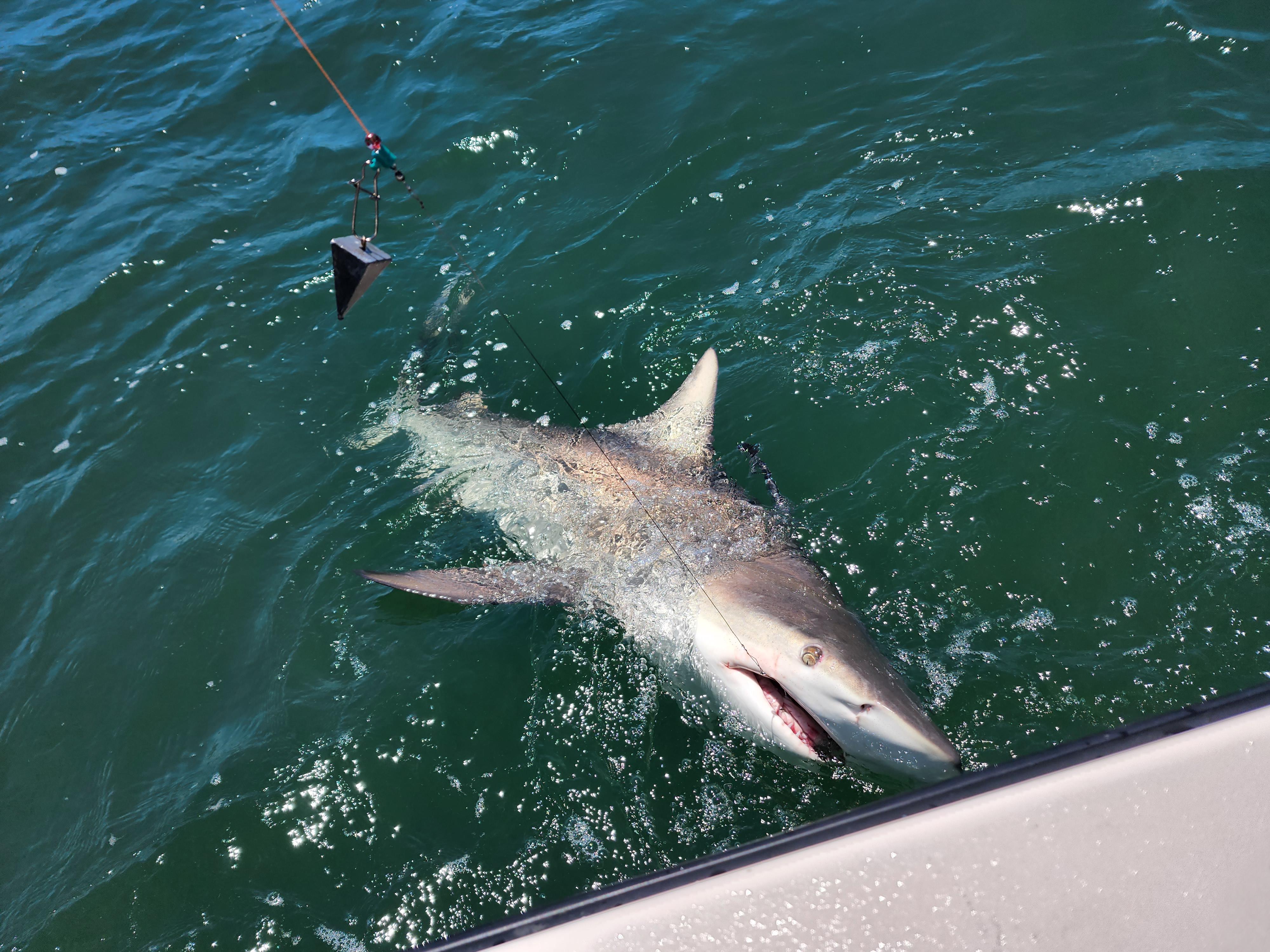 Shark fishing tips? r/Fishing