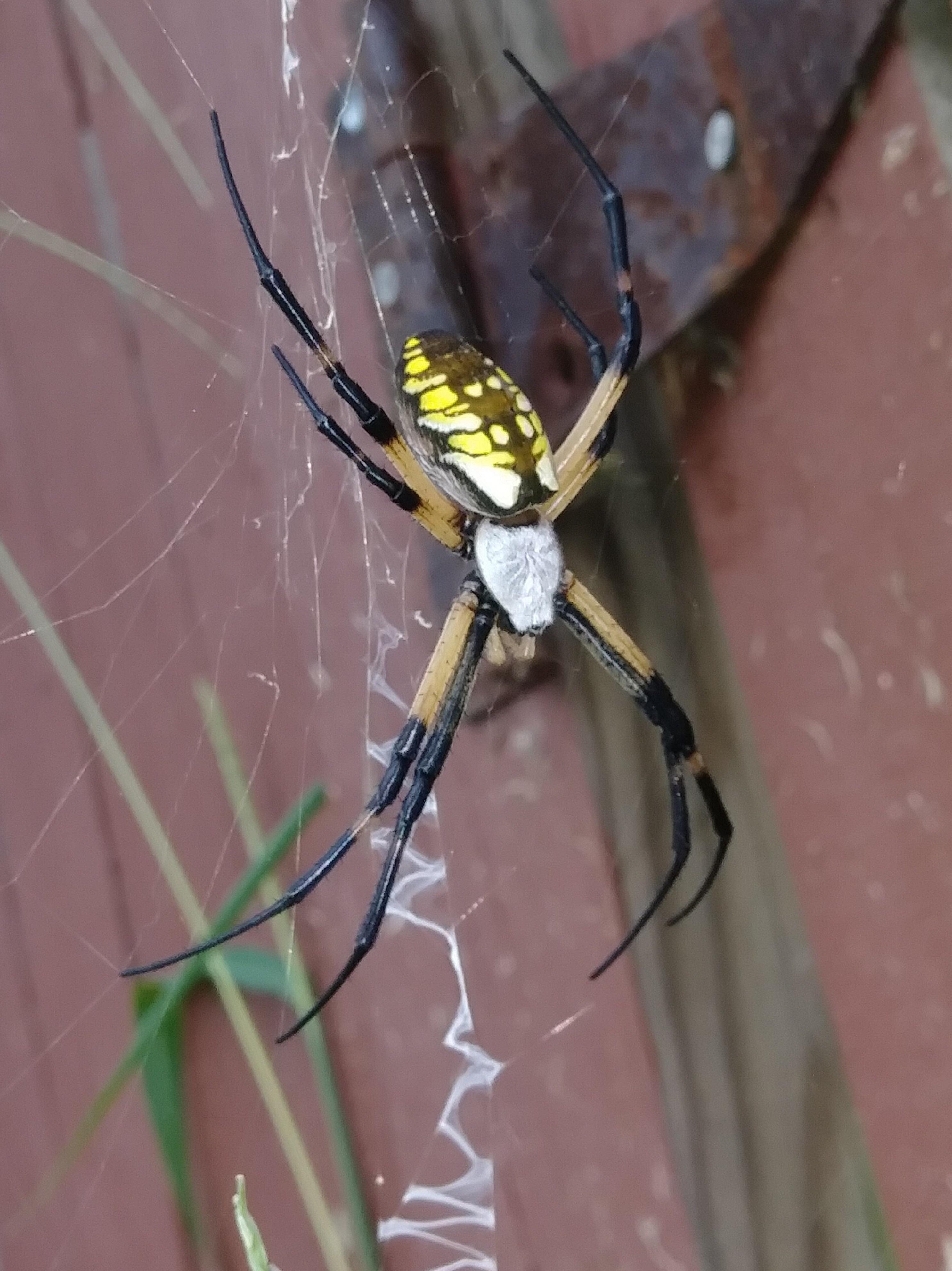This is a banana spider, right..? Found in Norfolk, VA r/whatsthisbug