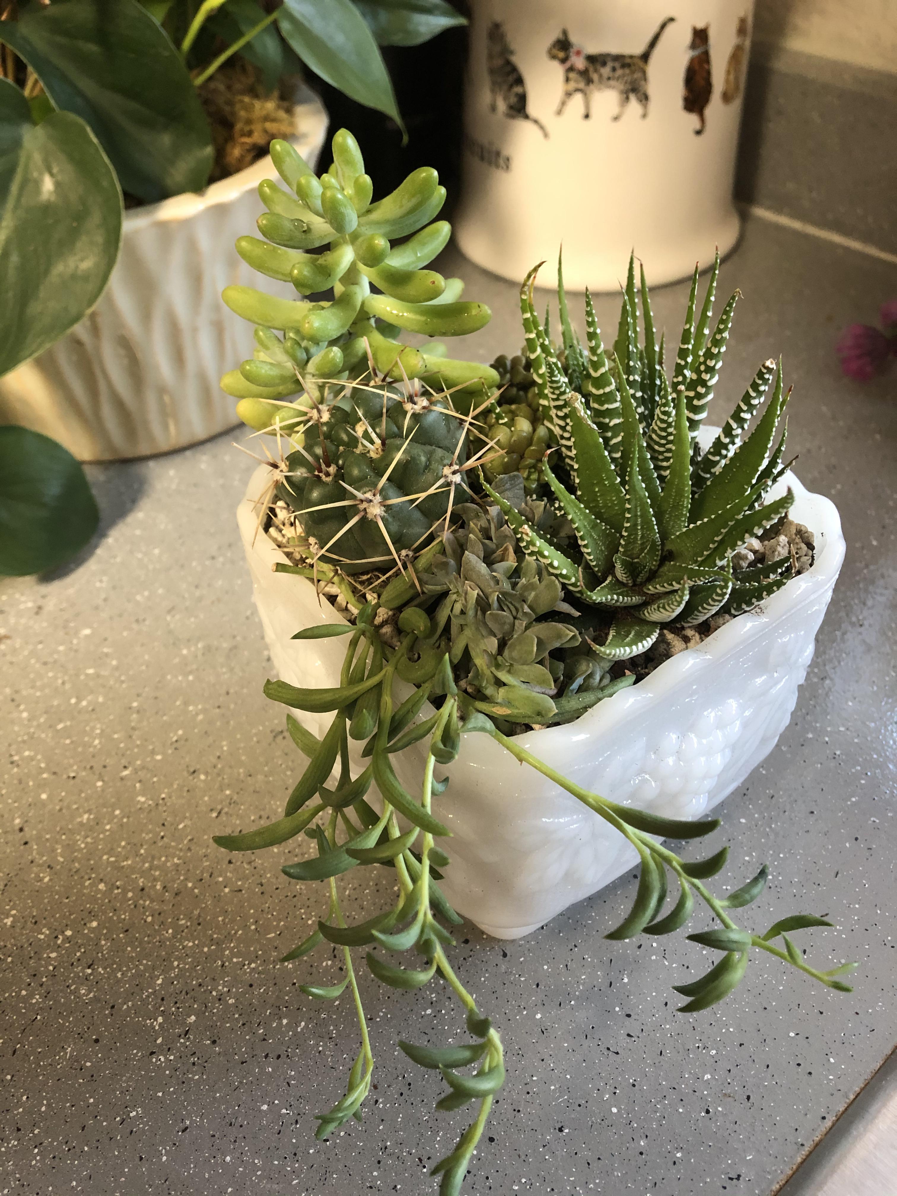 Made my boyfriend’s mom an arrangement for Christmas r/houseplants