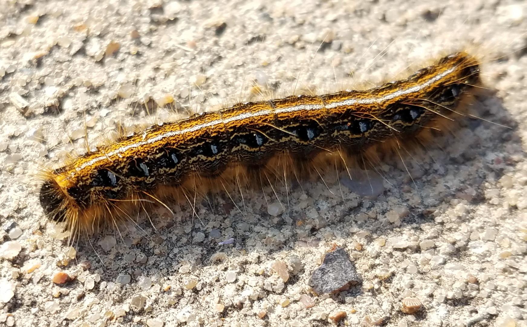 Cool caterpillar i found this summer : r/insects