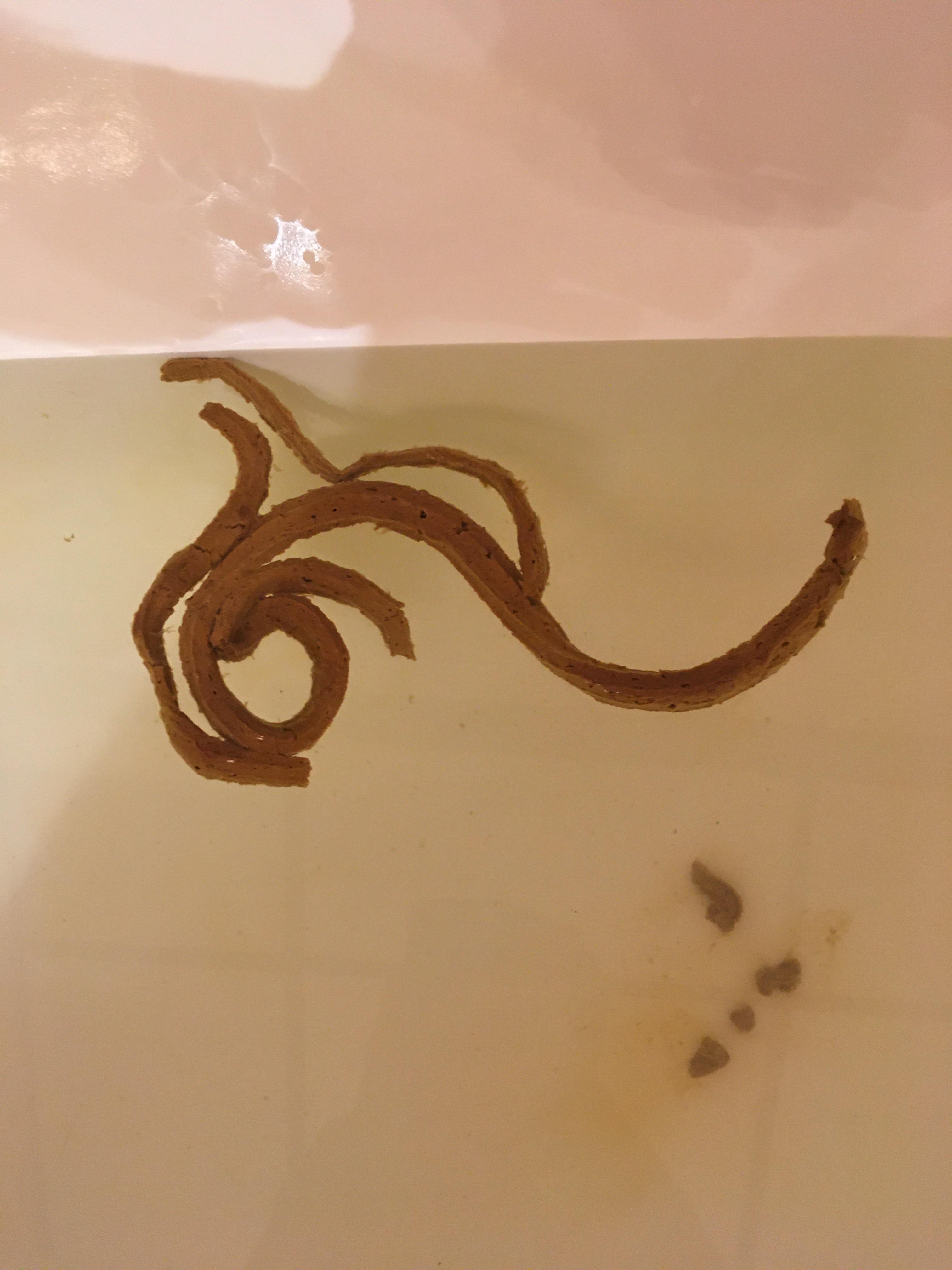 Thin And Long Poop! 09122020! 42 Year Young Male! The Elusive Shower